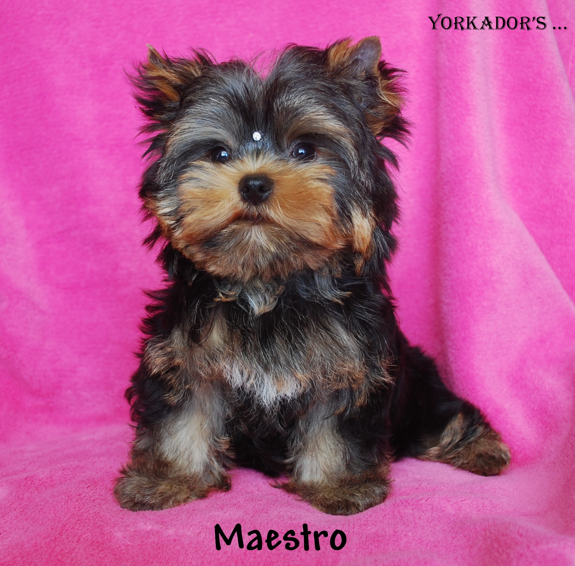 Maestro