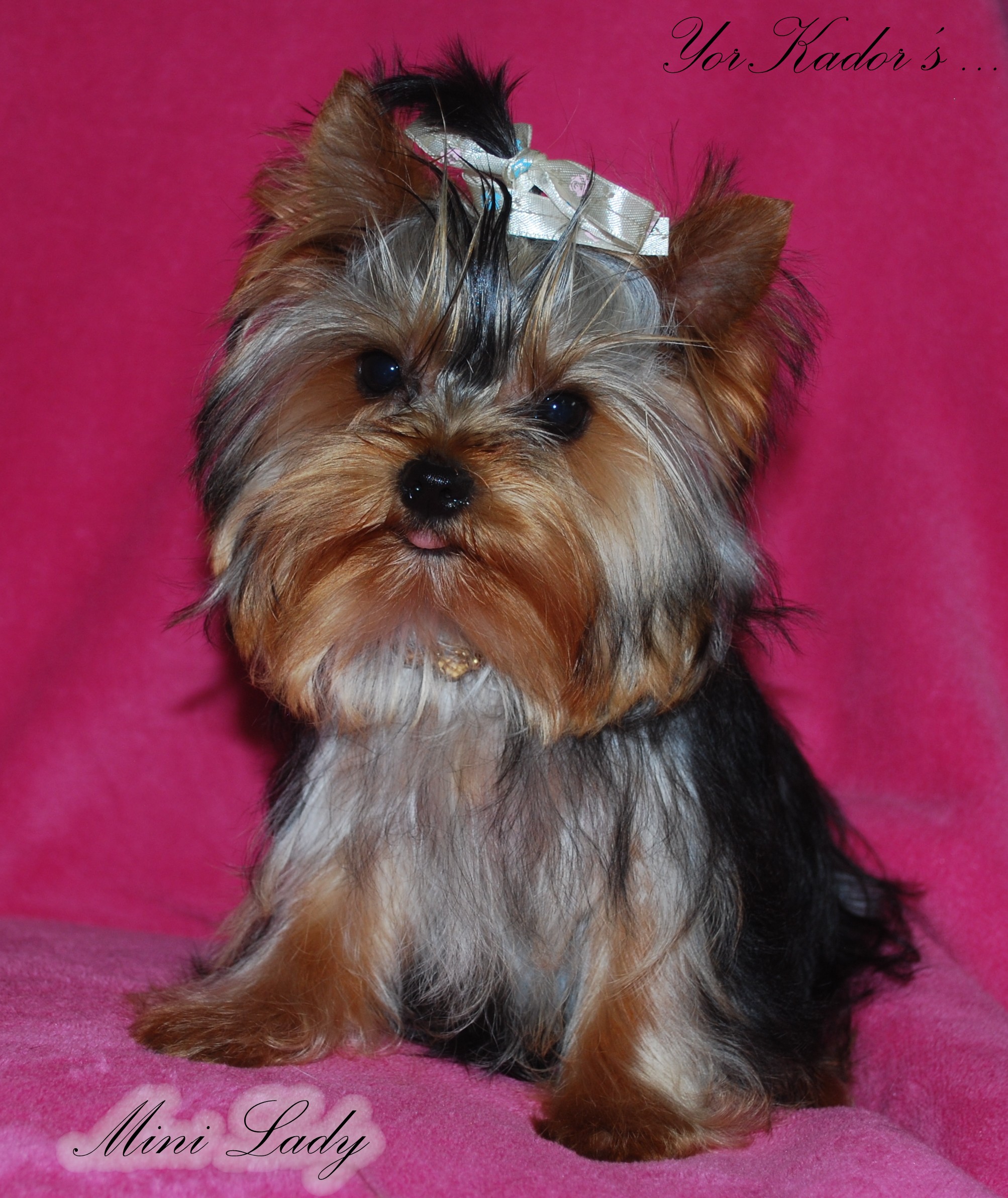 Minilady2