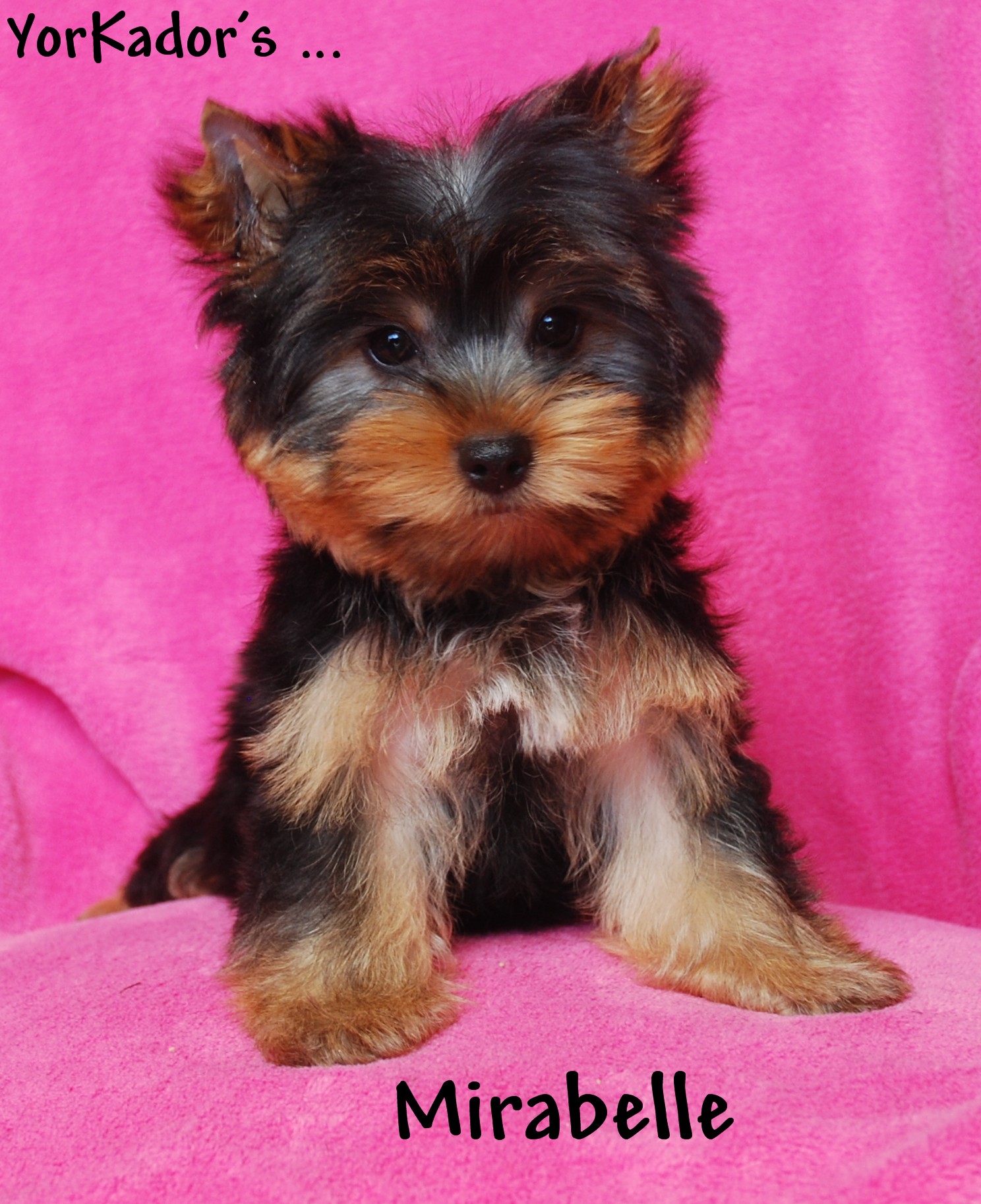 Mirabelle