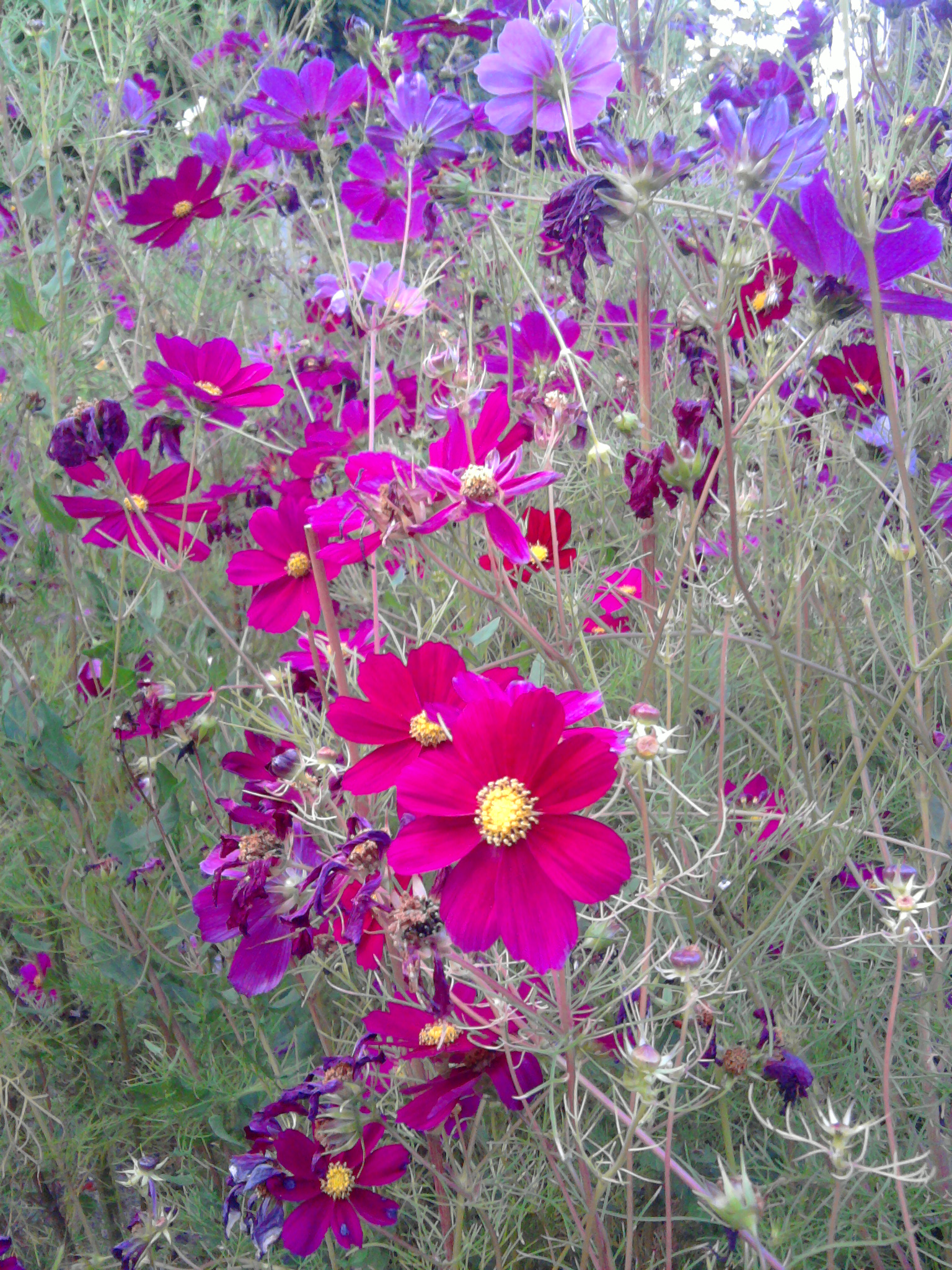 Cosmos1209