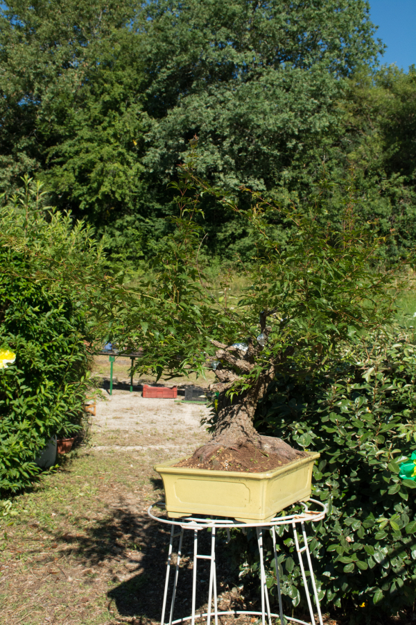 Dsc 4853 600
