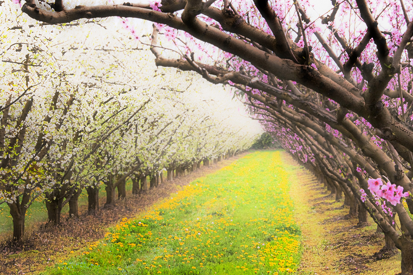 Printemps zoomy photographe