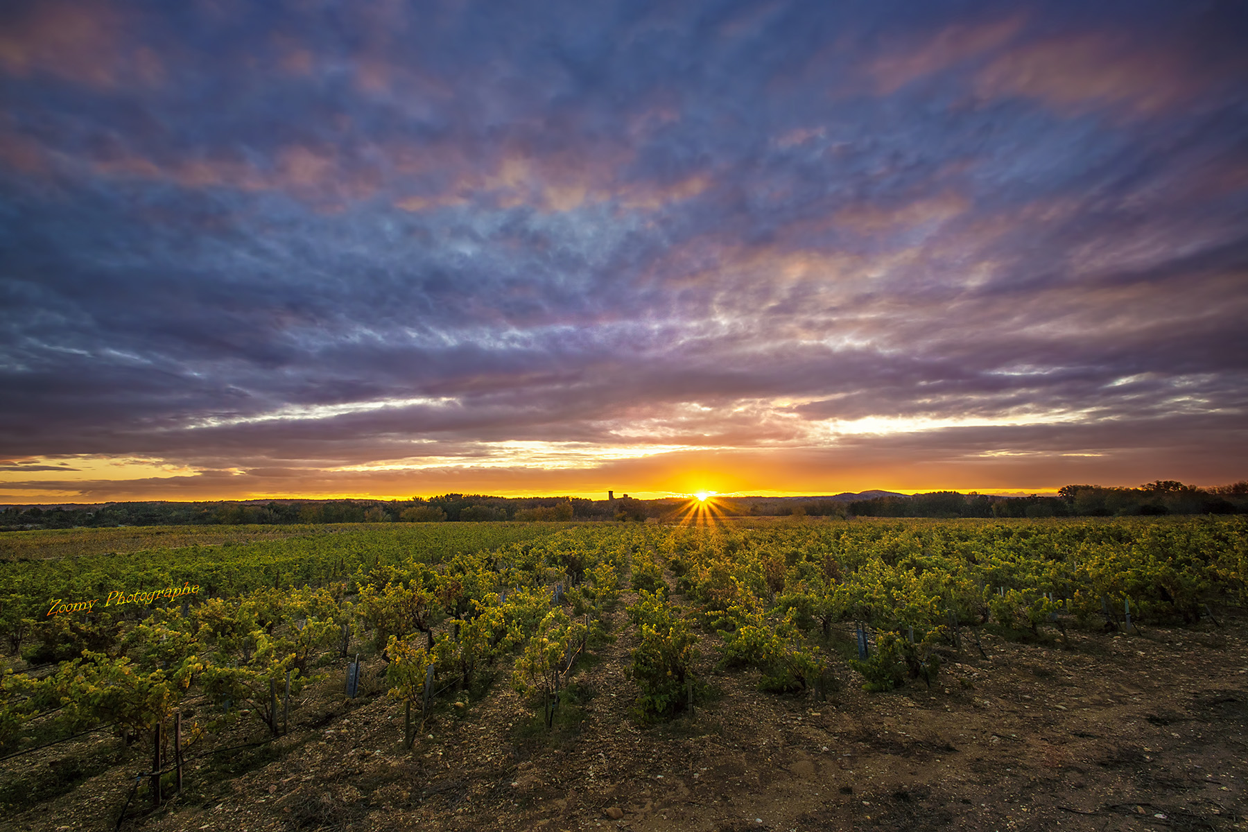 Vignes chateauneuf du pape zoomy photographe