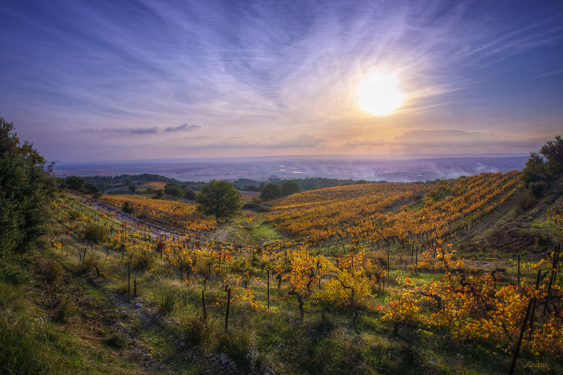 Vignes cairanne