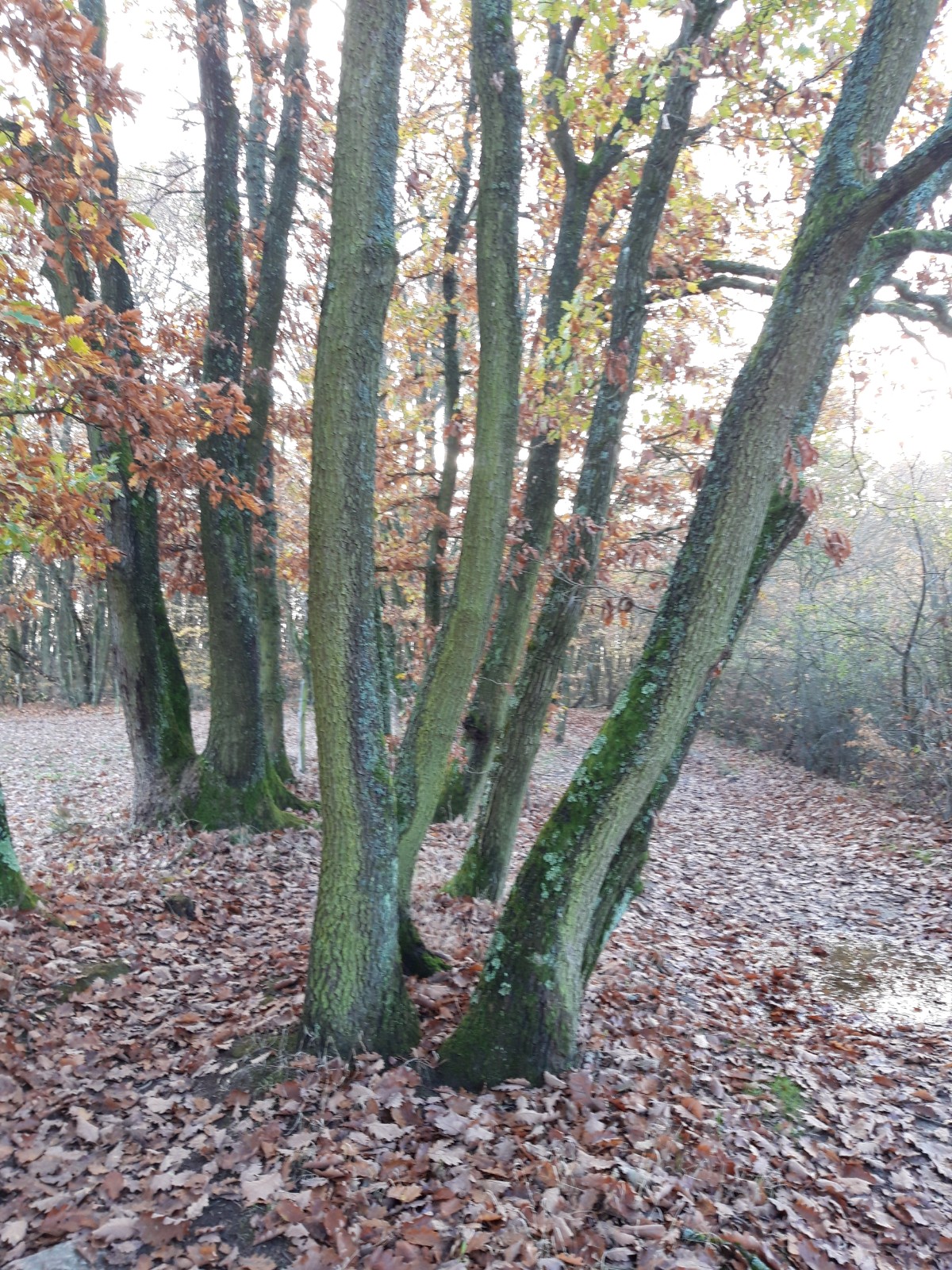 P20182339