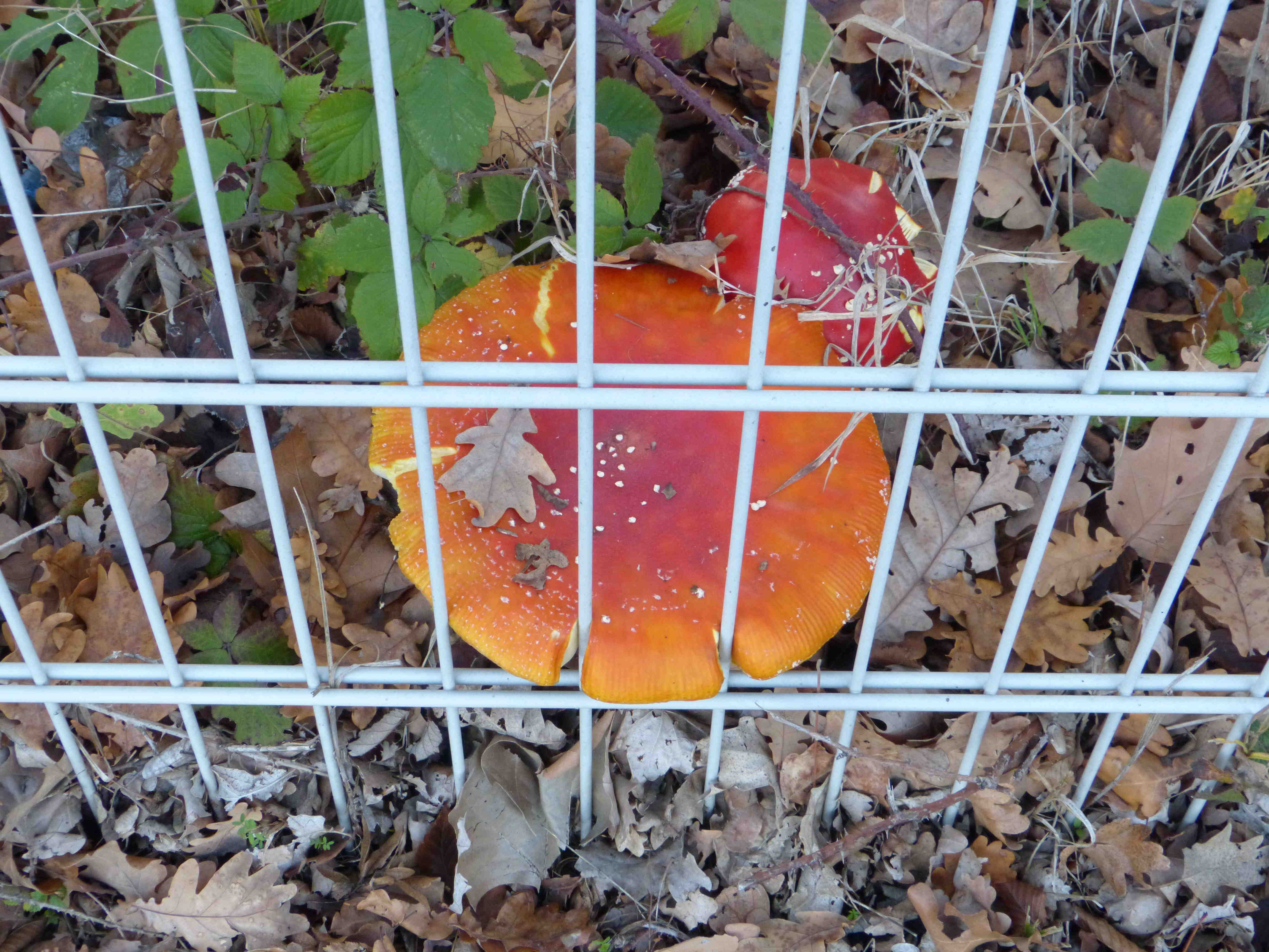 P20182346