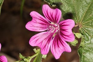 Actu mauve 2