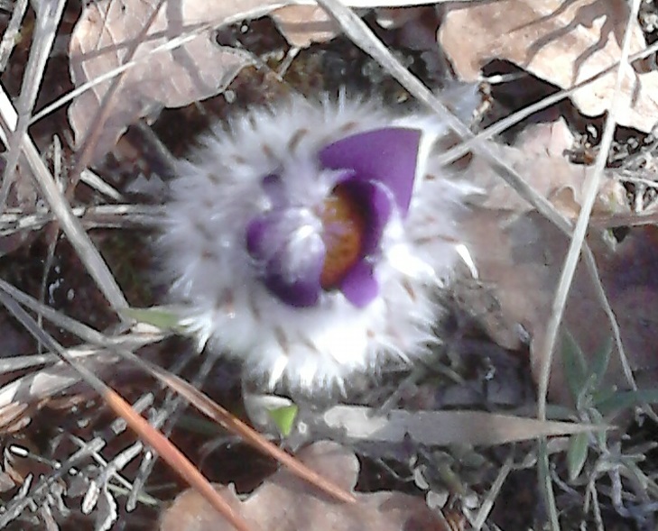 Anemone1