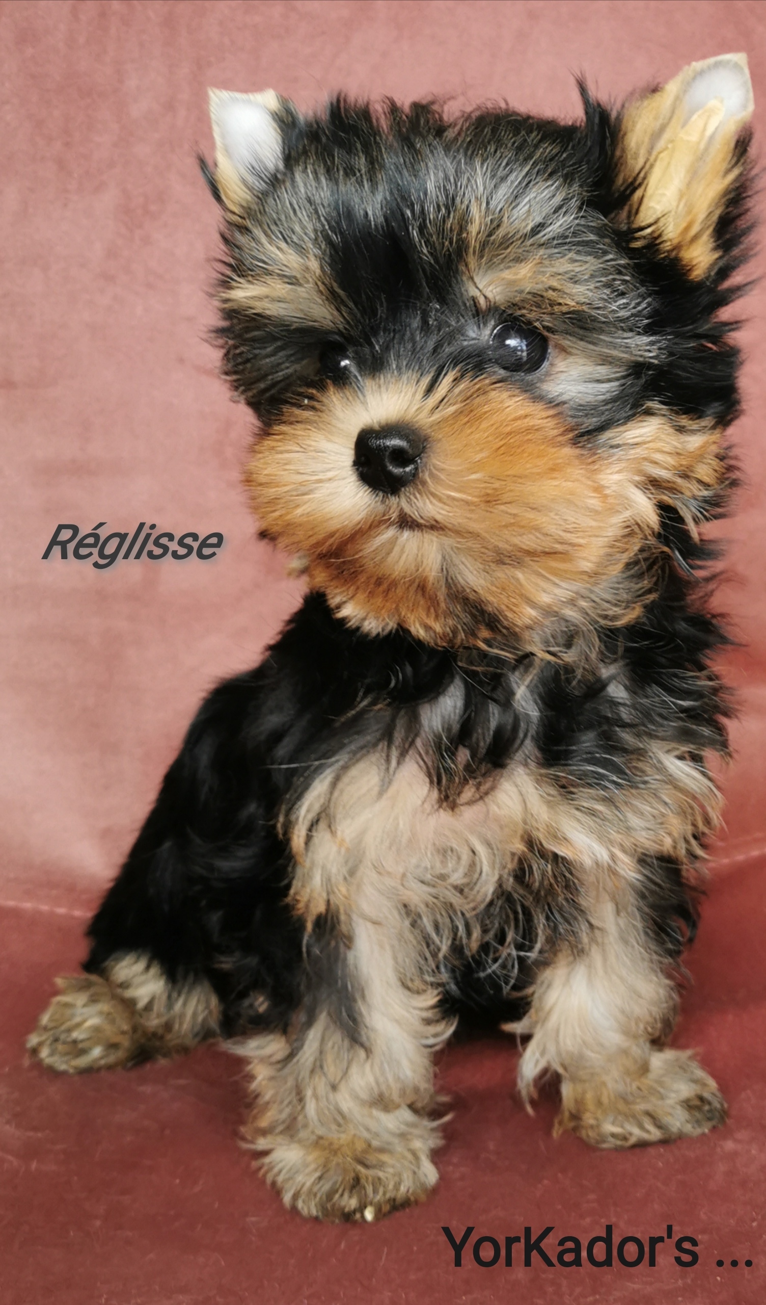 Reglisse-soubigou