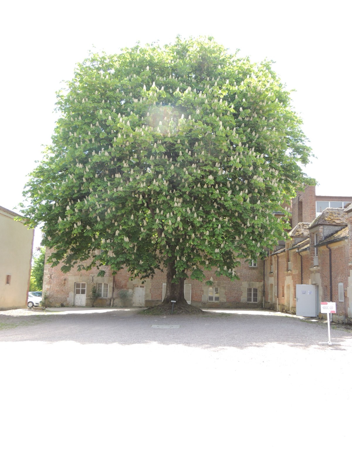 Haras du pin 008