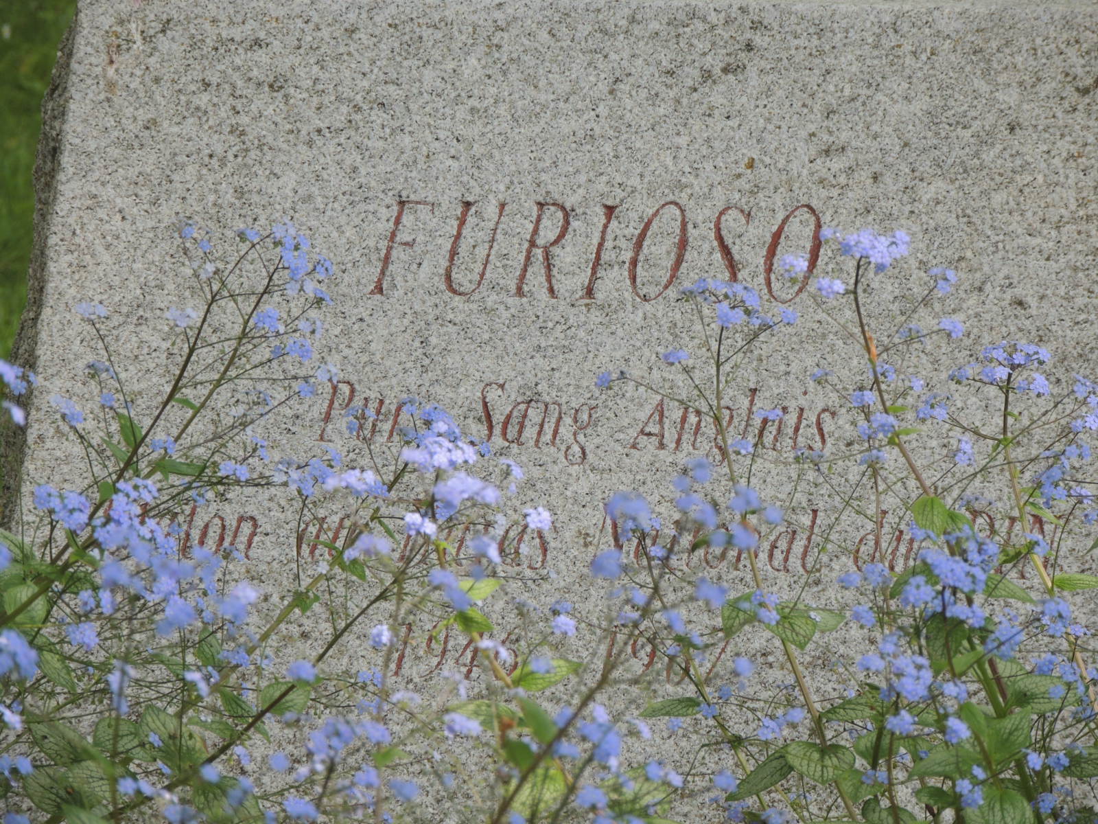 Haras du pin 010