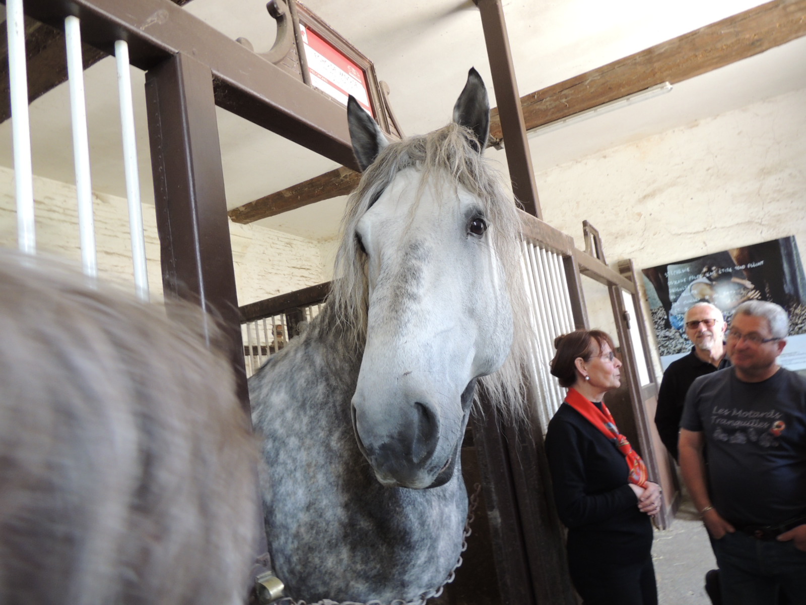 Haras du pin 016