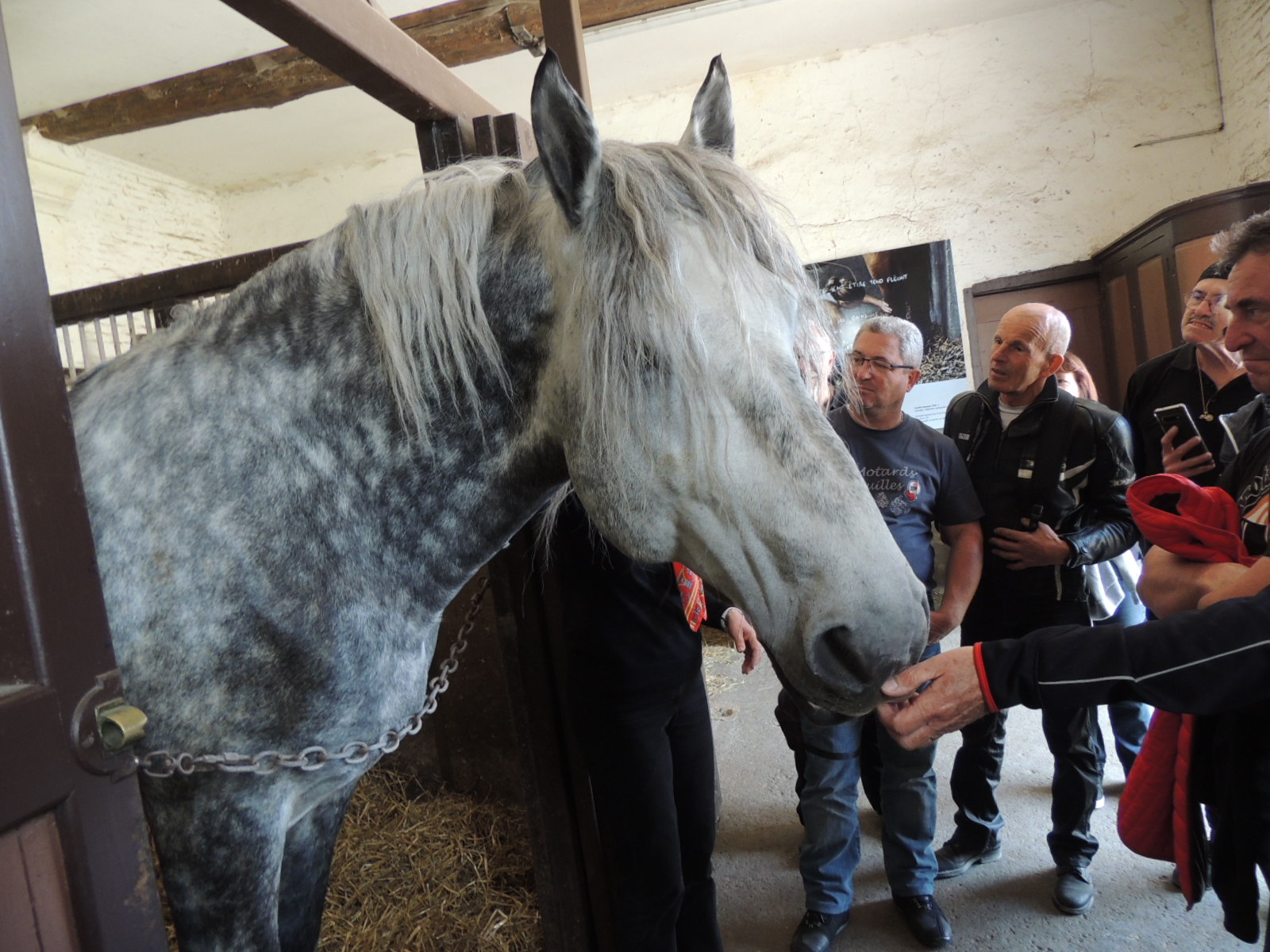 Haras du pin 018