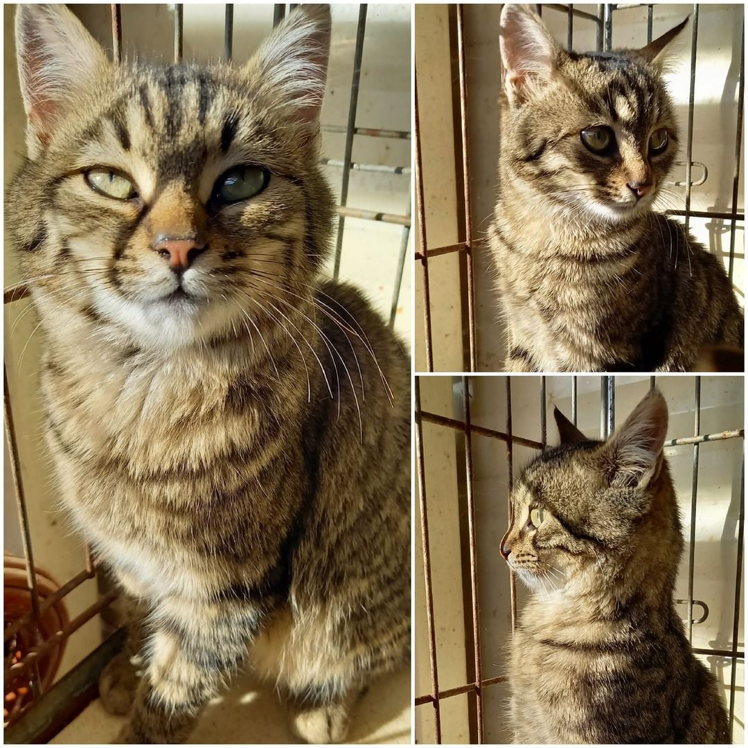 A adopter !
