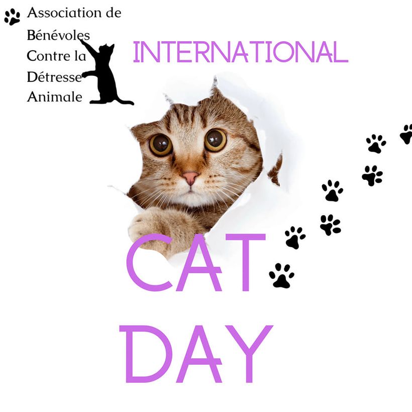 INTERNATIONAL CAT DAY !