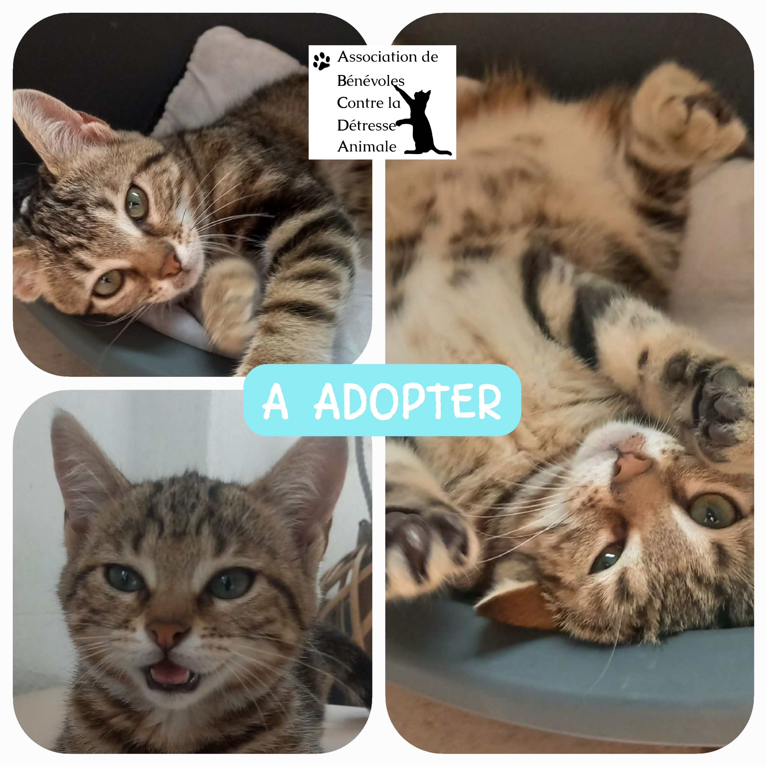 ❗❗ A L'ADOPTION ❗❗