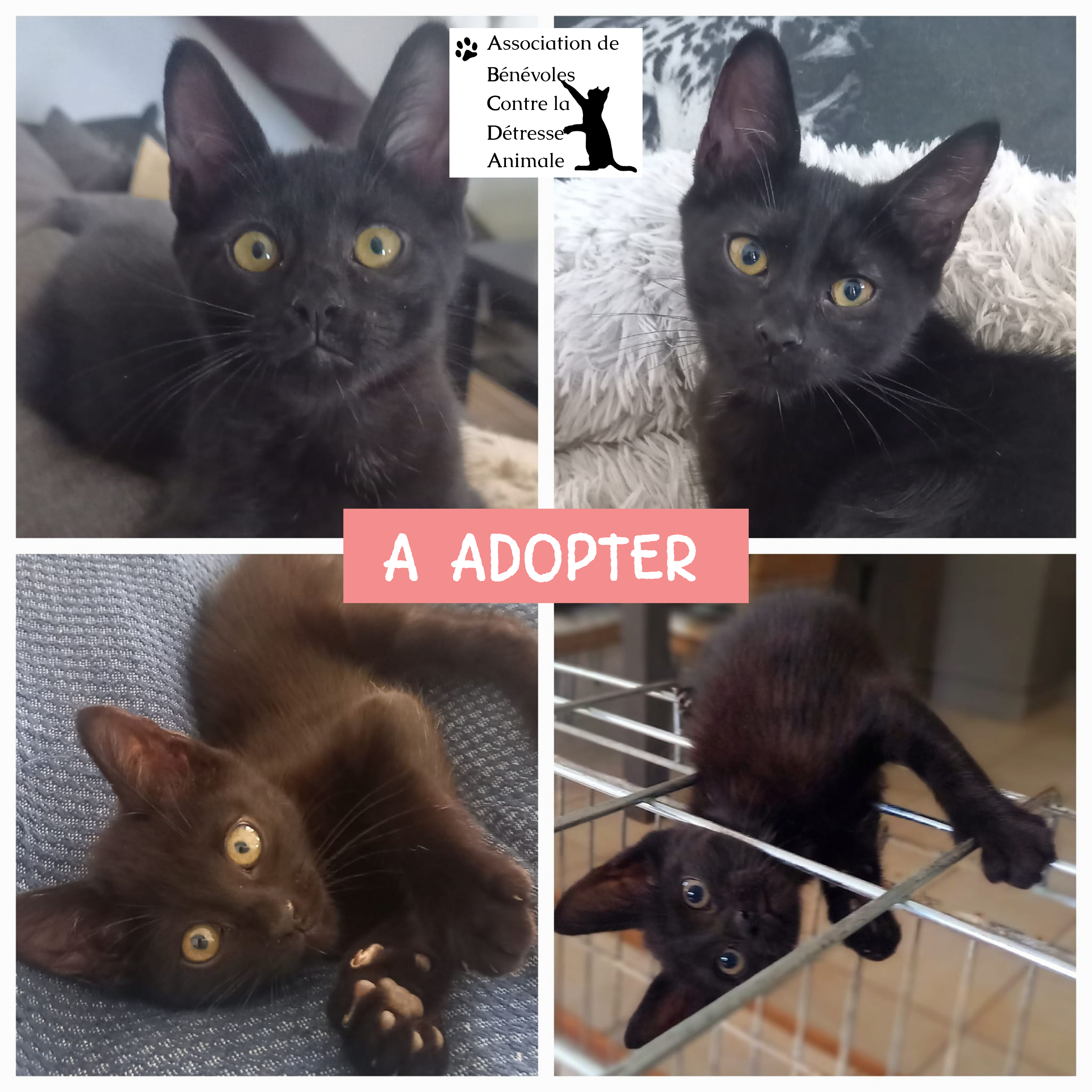 ❗❗ A L'ADOPTION ❗❗