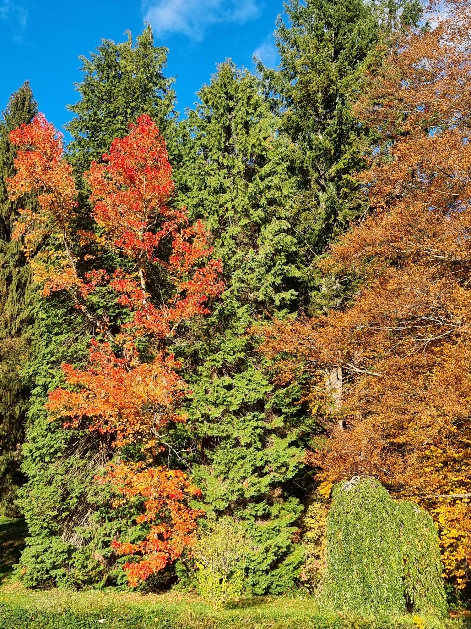 Photo le parc en automne