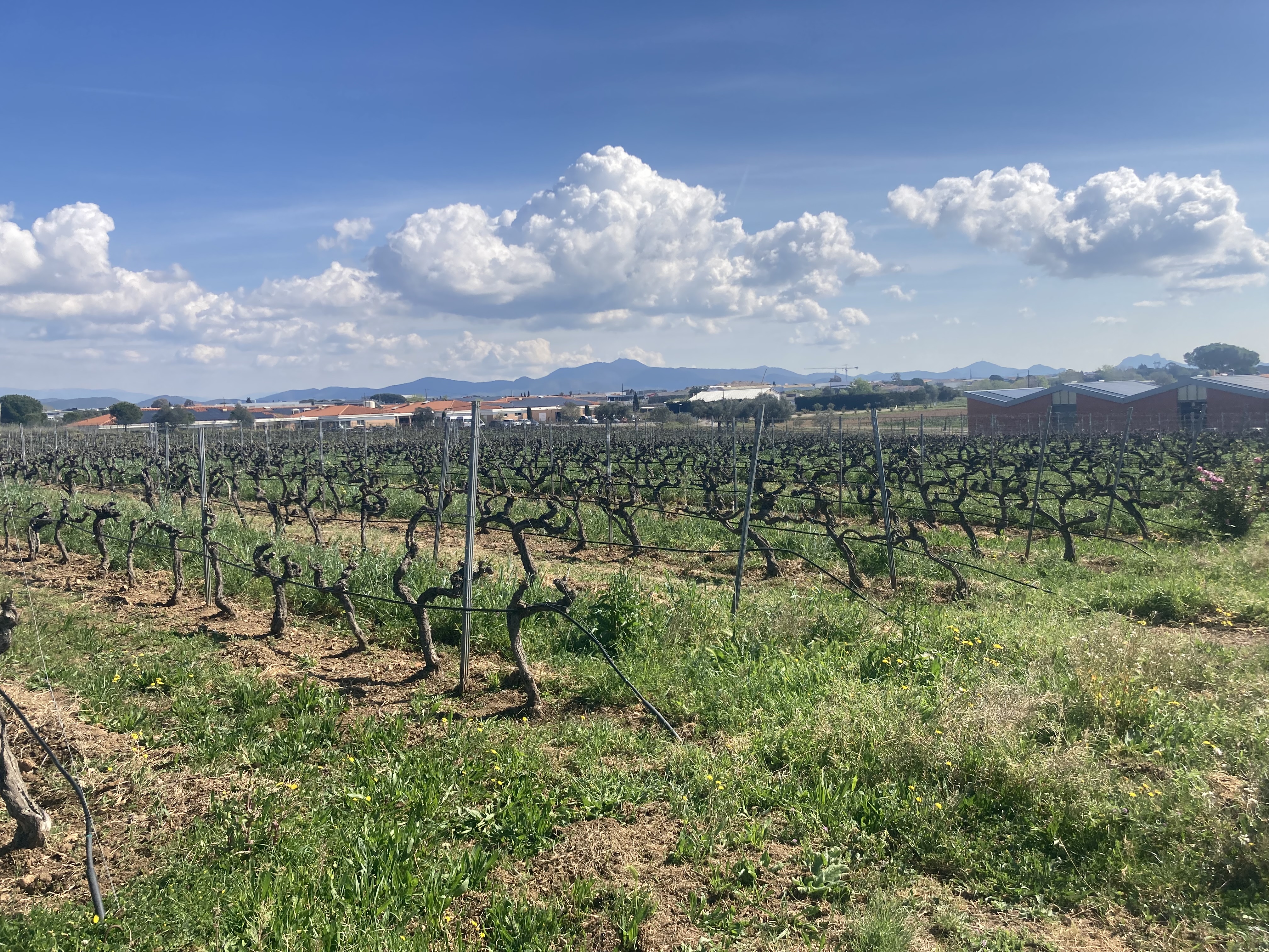 02 visite des vignes de la cave 3 