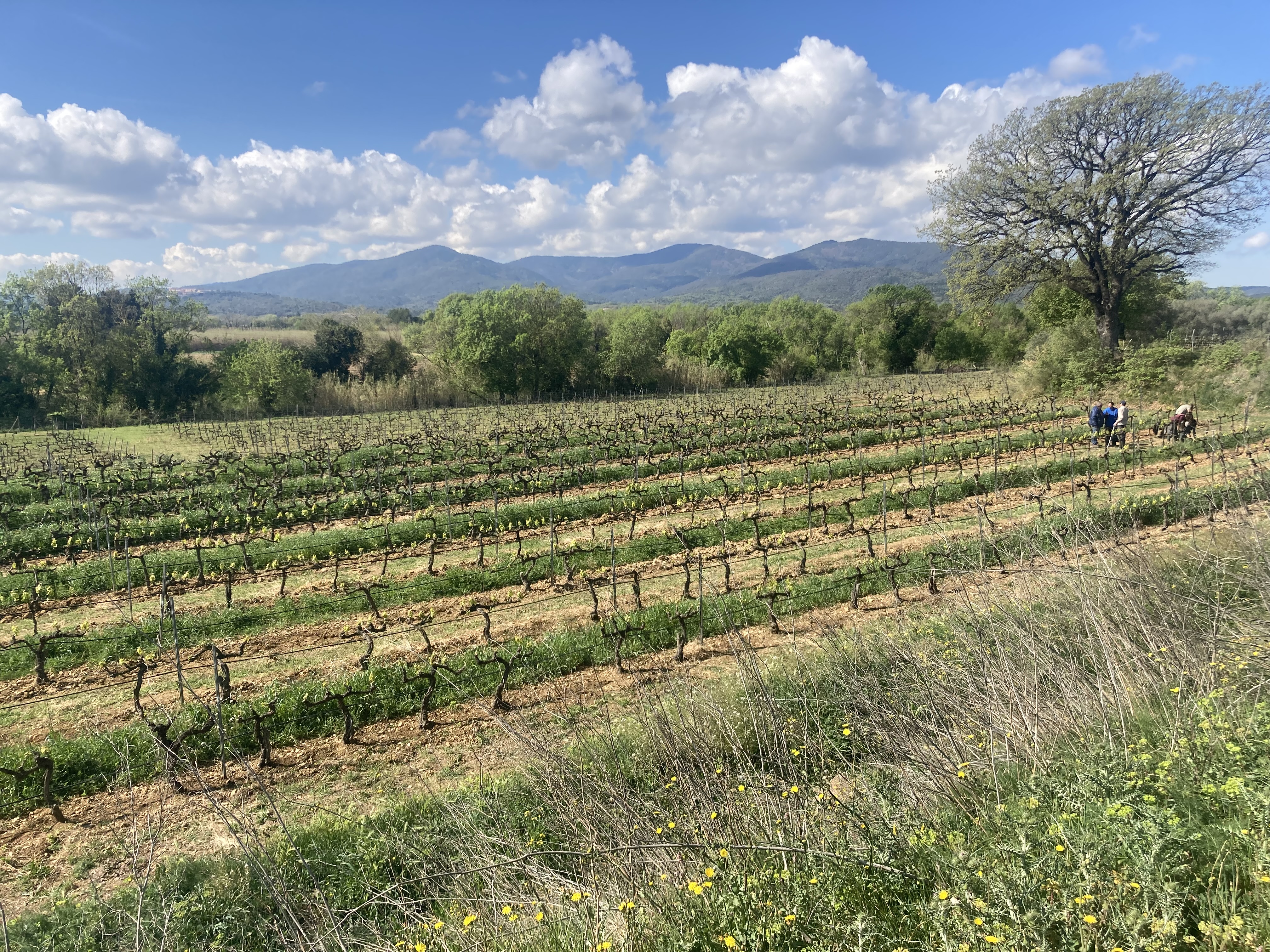 02 visite des vignes de la cave 2 