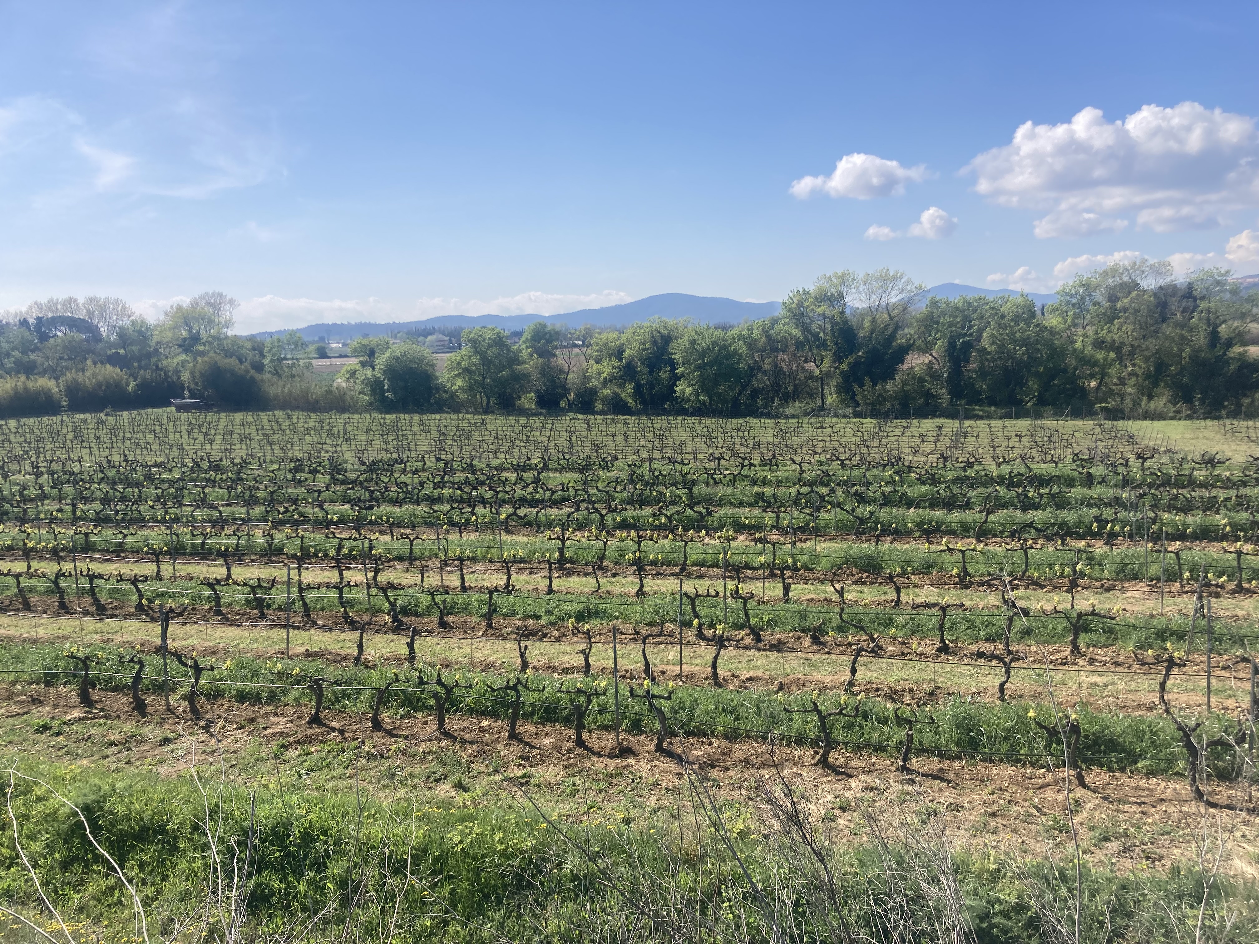 02 visite des vignes de la cave 1 