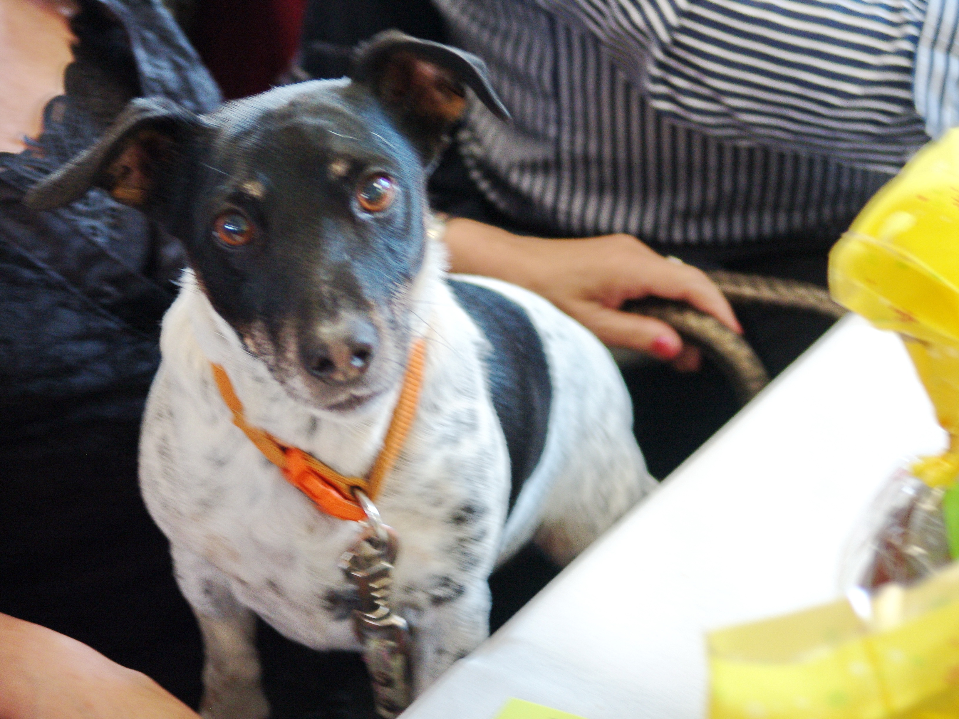 04 repas remise des lots 65 