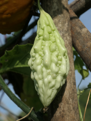 P1033053