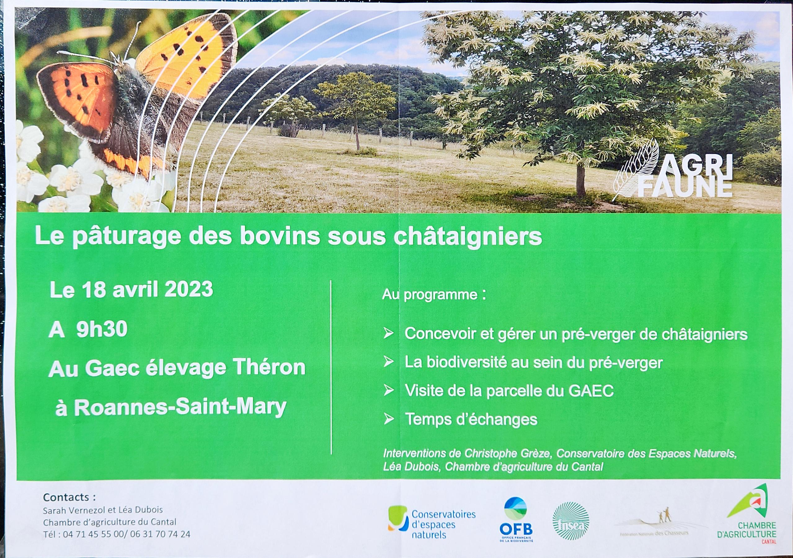 Le pâturage des bovins sous châtaigniers