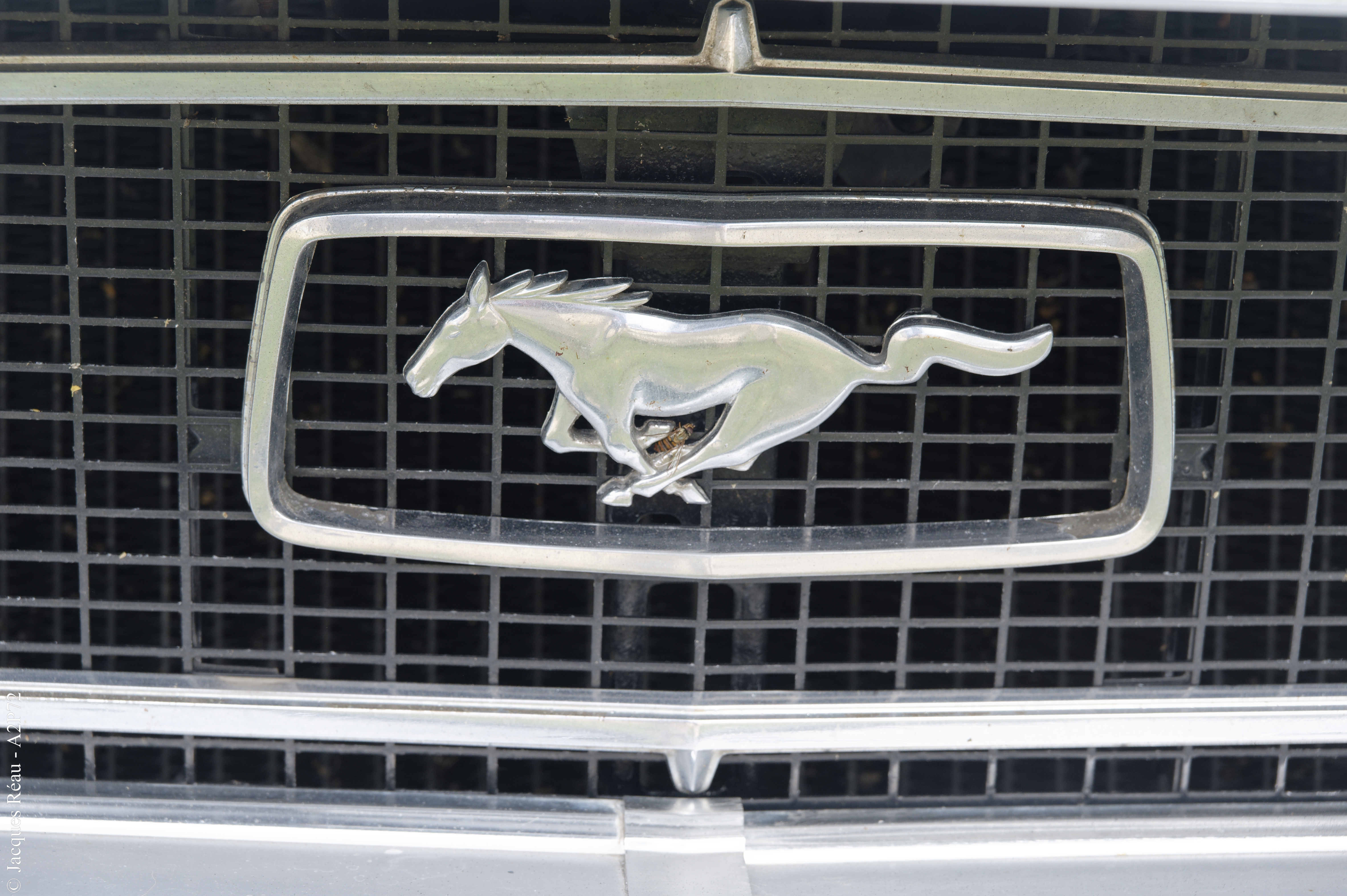 20230917 210dsc 3835 mustang dxo