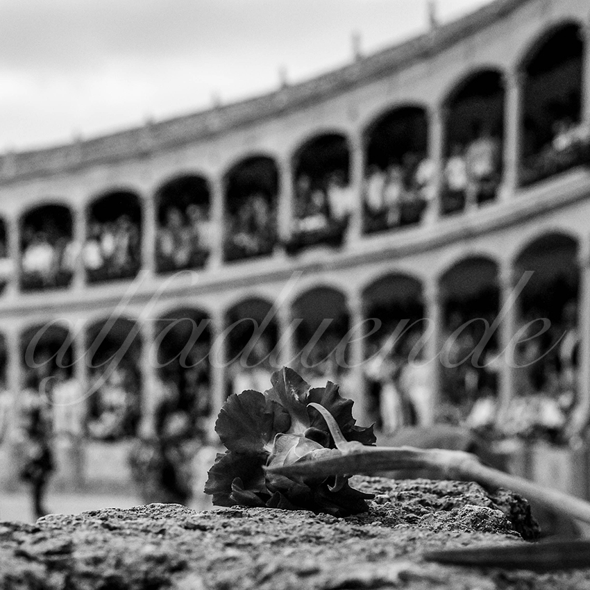 20230902 ronda goyesca 037