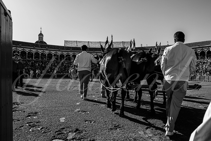 20240412 sevilla 001 bd