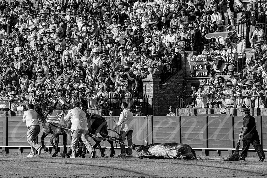 20240418 sevilla 038 bd