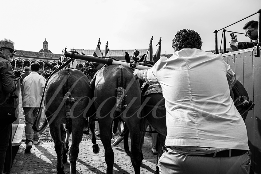 20240419 sevilla 001 bd