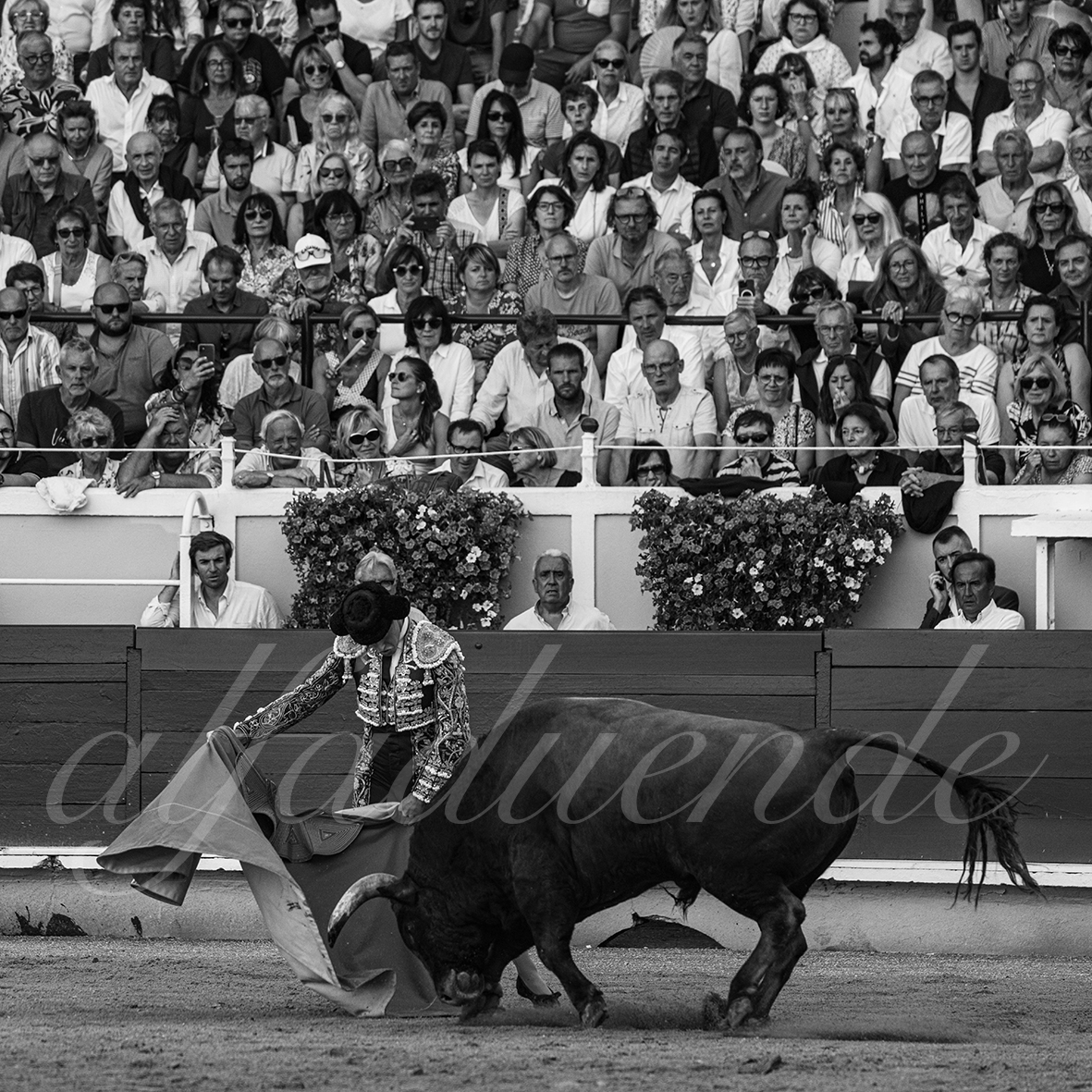 20240901 bayonne 021 bd