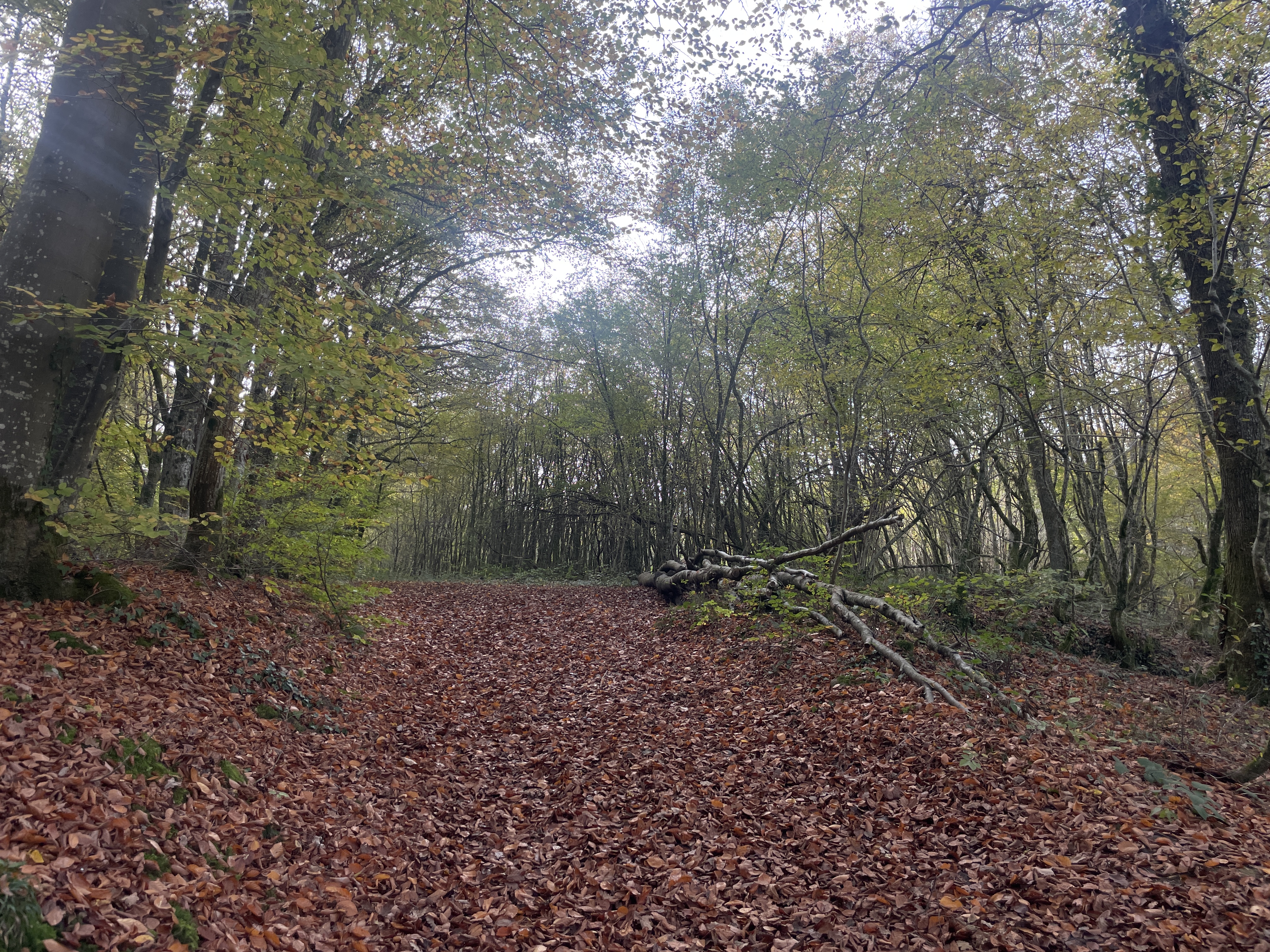Photo 05 11 2024 14 13 23