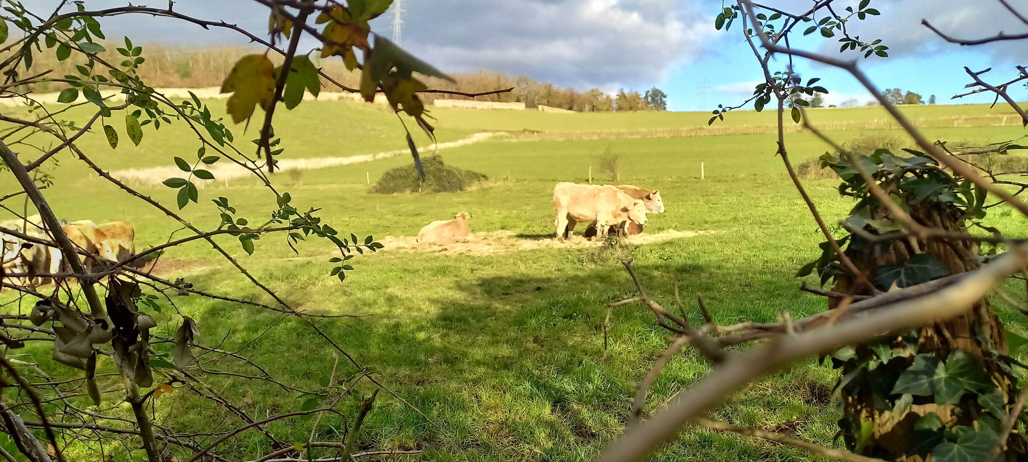 Img 20260108 171130 3 