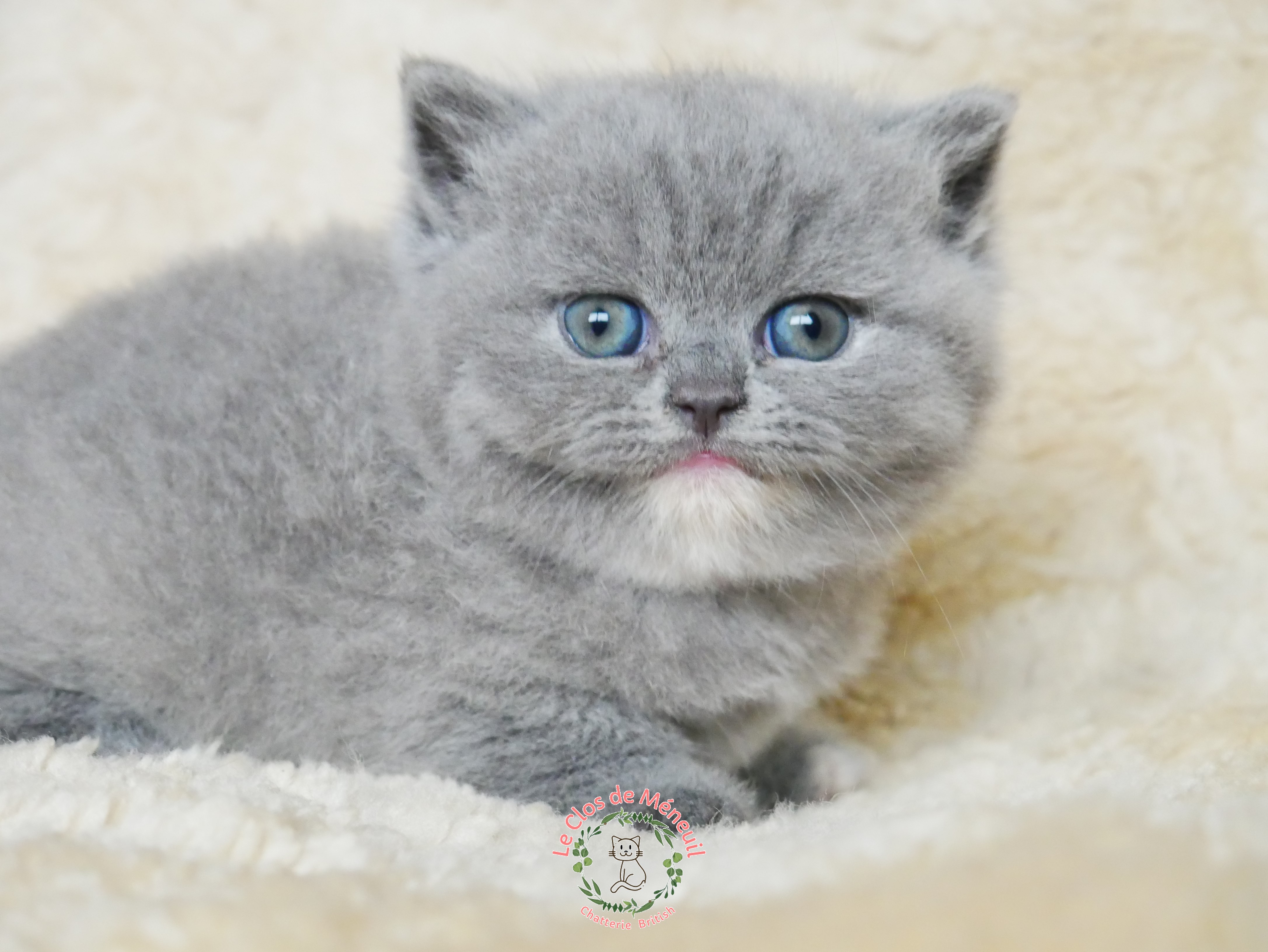 Tortie 5 sem 1 