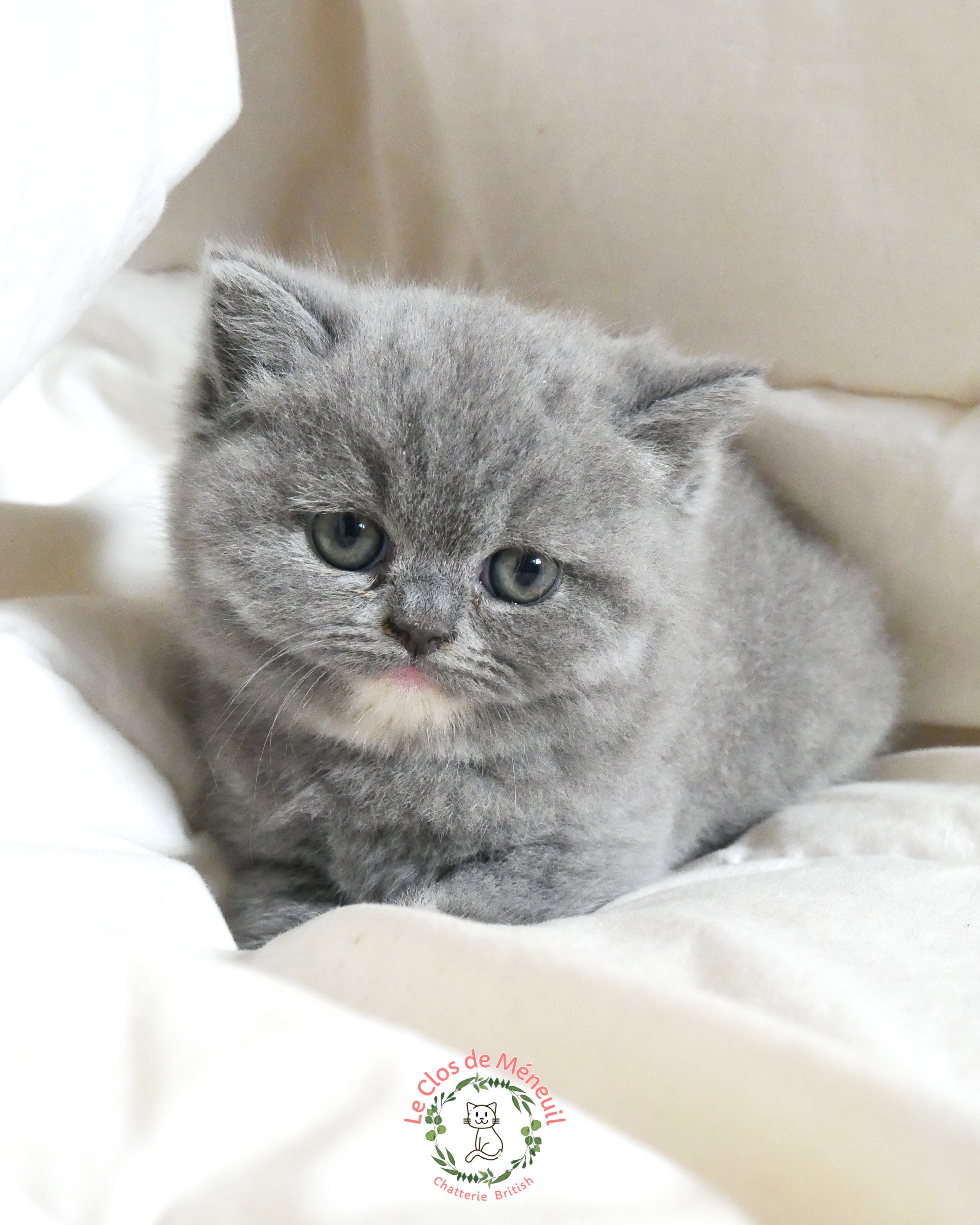 Tortie 6 sem 2 