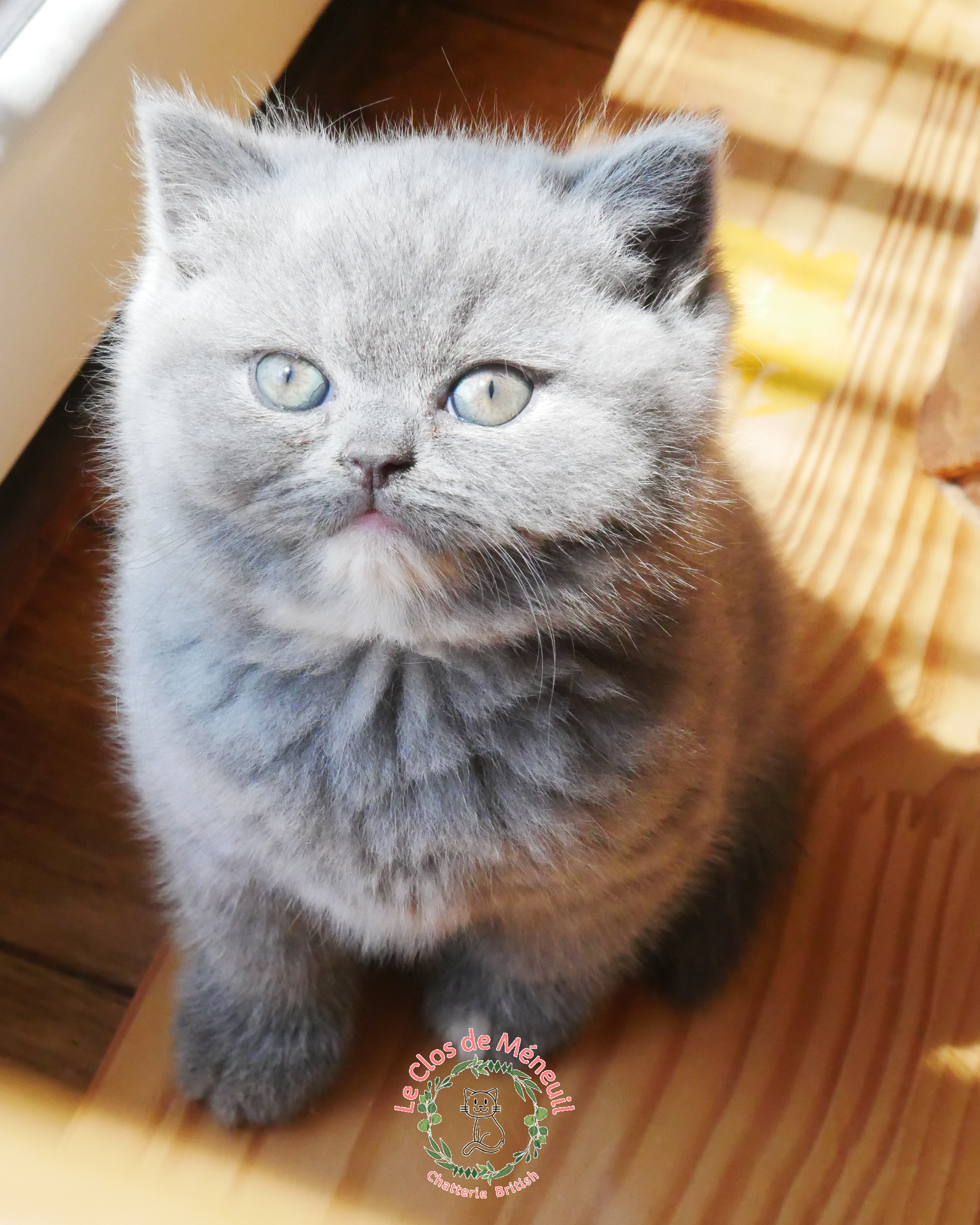 Tortie 6 sem 6 