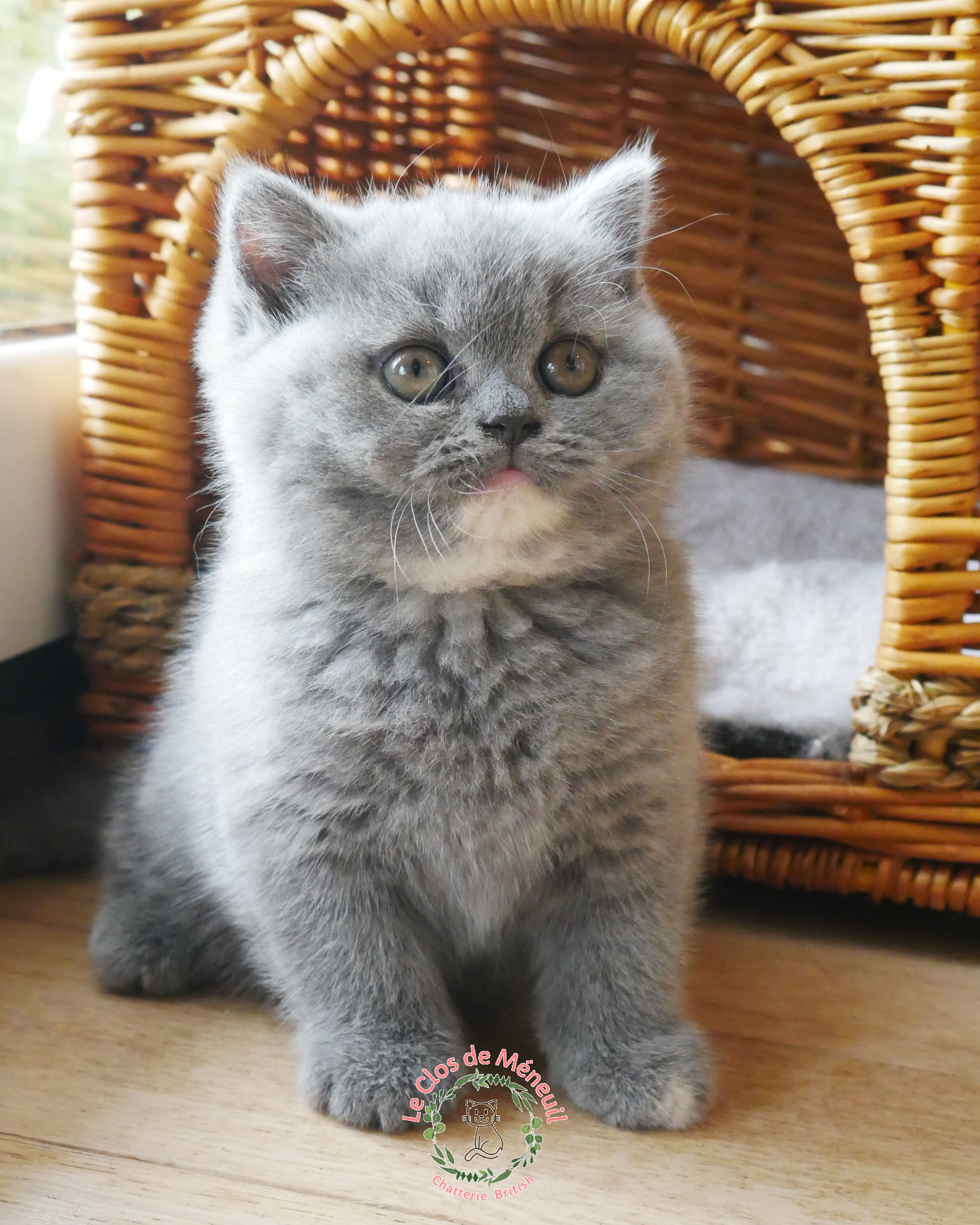 Tortie 8 sem 2 