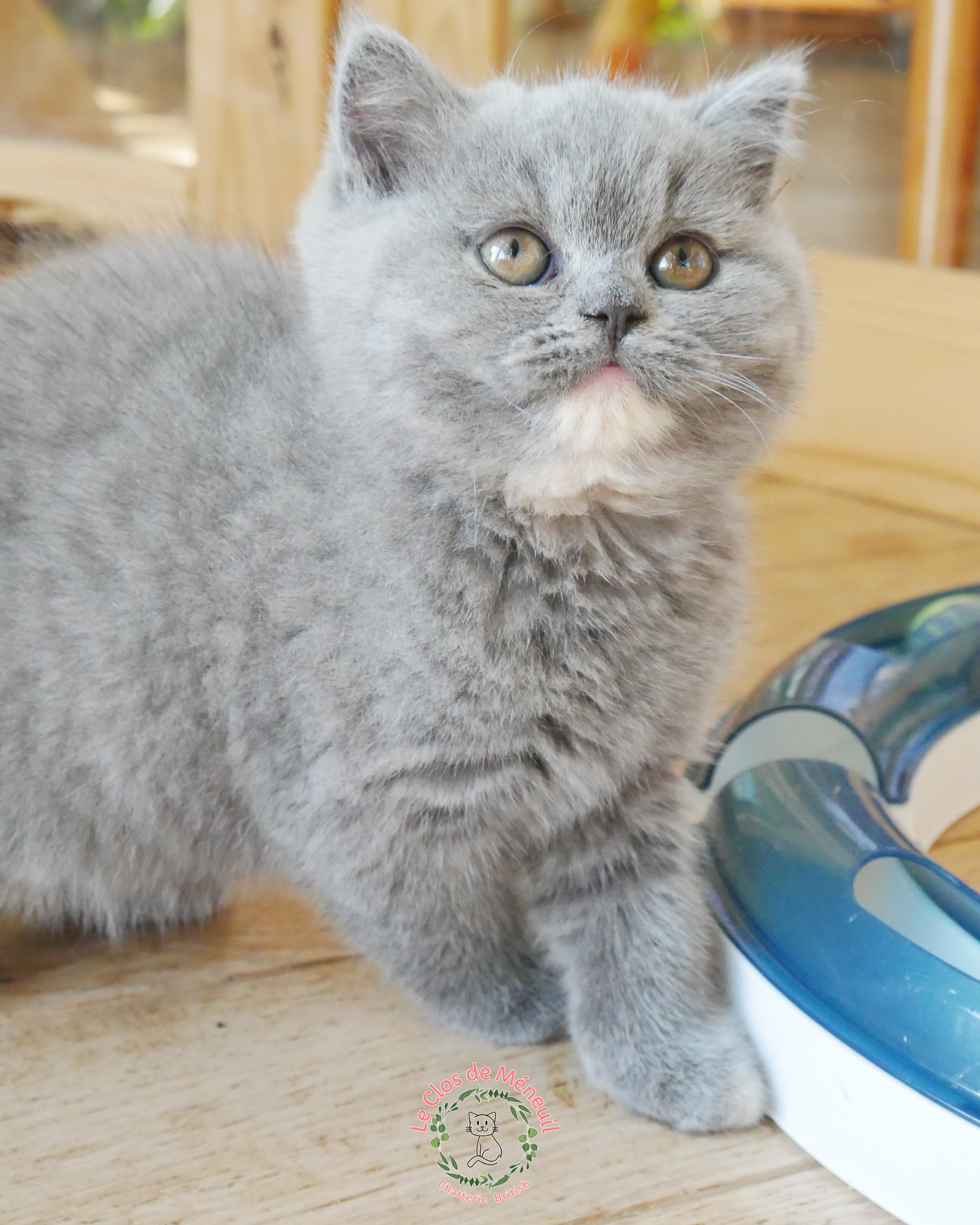 Tortie 9 sem 3 