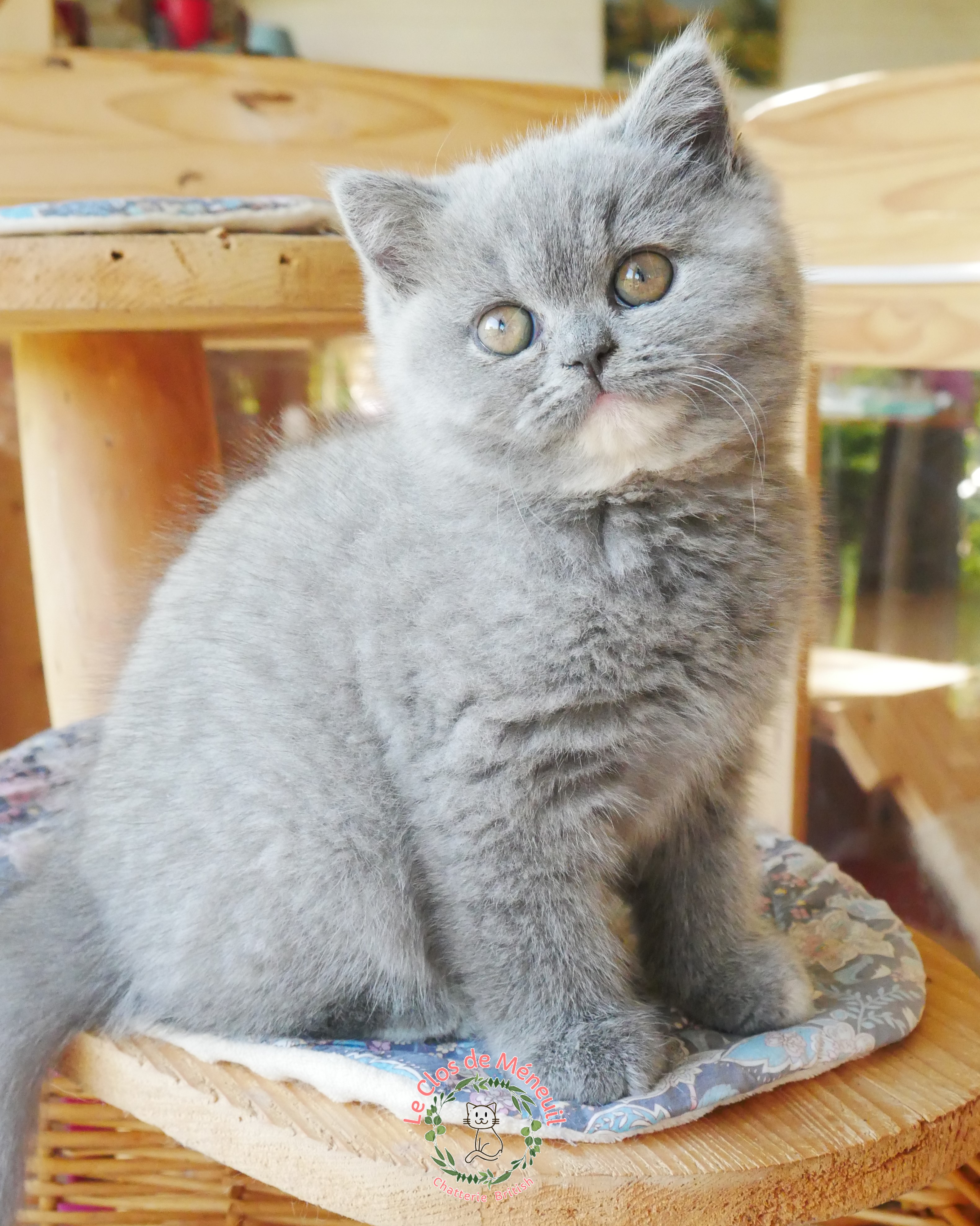 Tortie 9 sem 1 