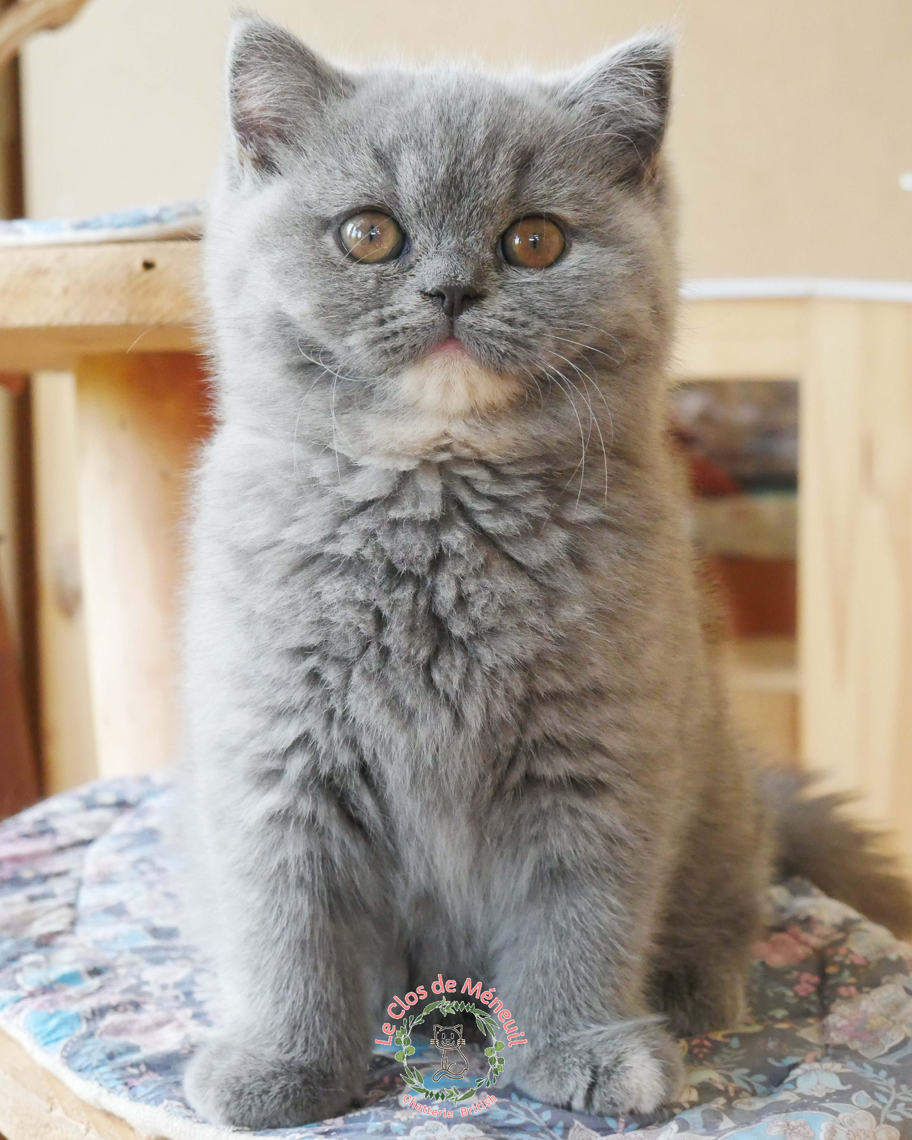 Tortie 10 sem 7 