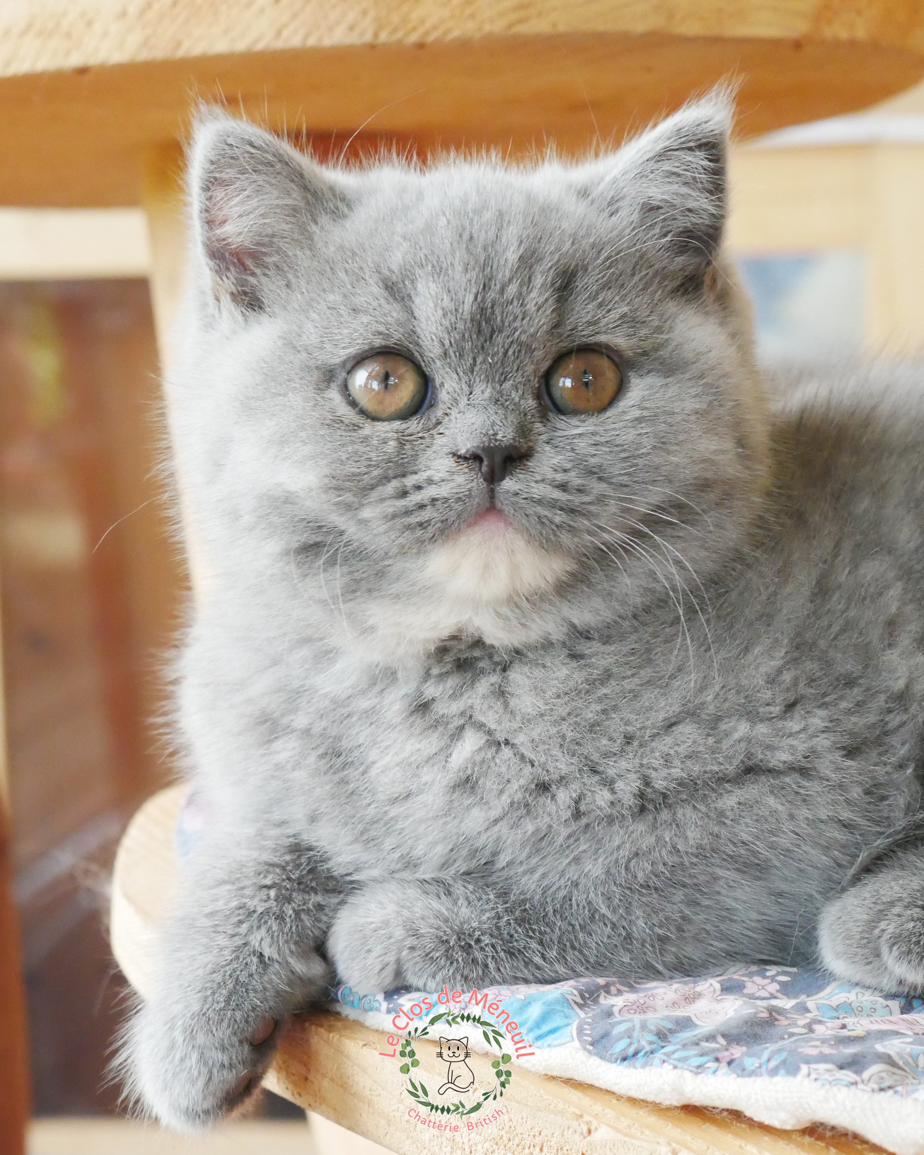 Tortie 10 sem 1 