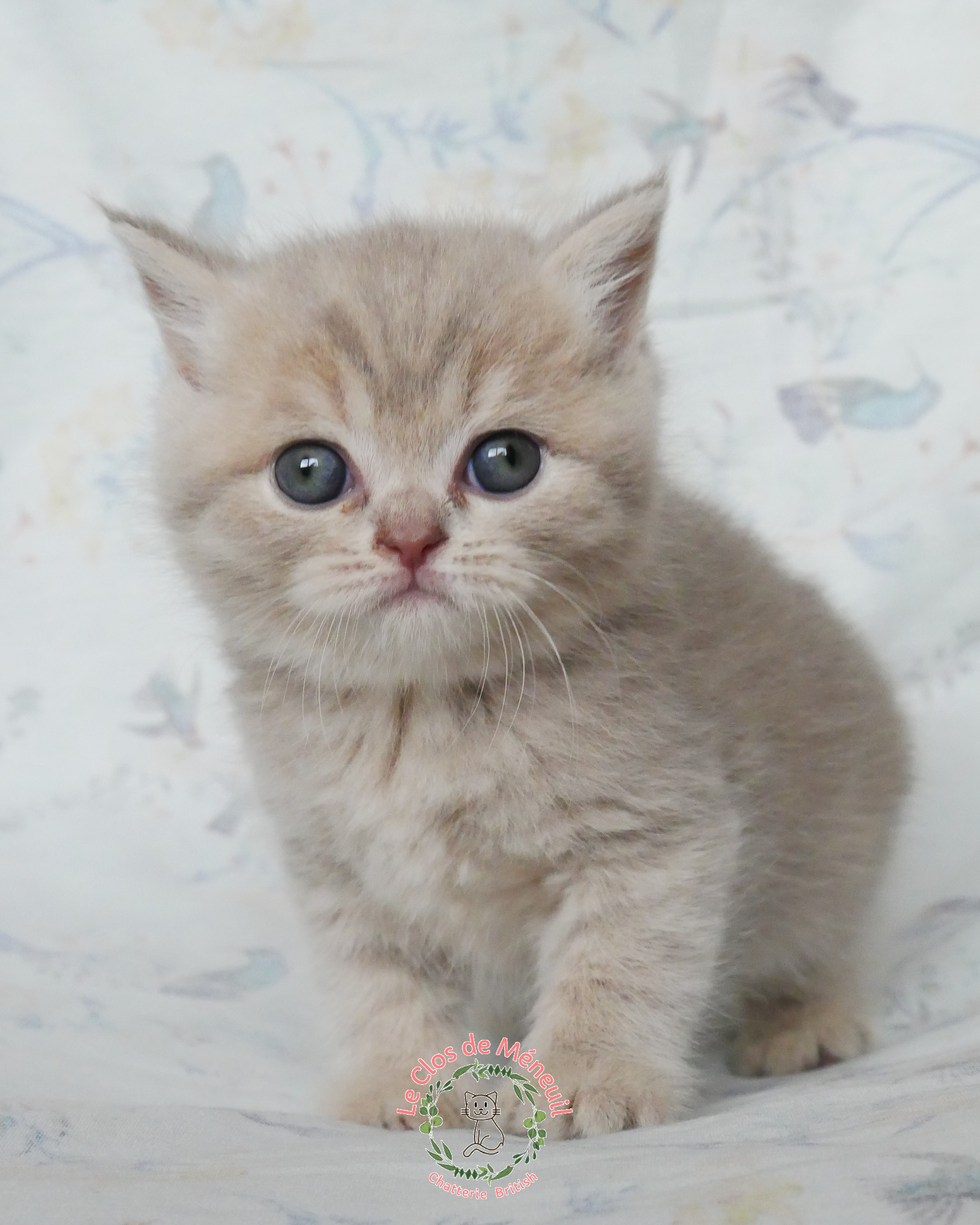 Tabby fem 5 sem 1 