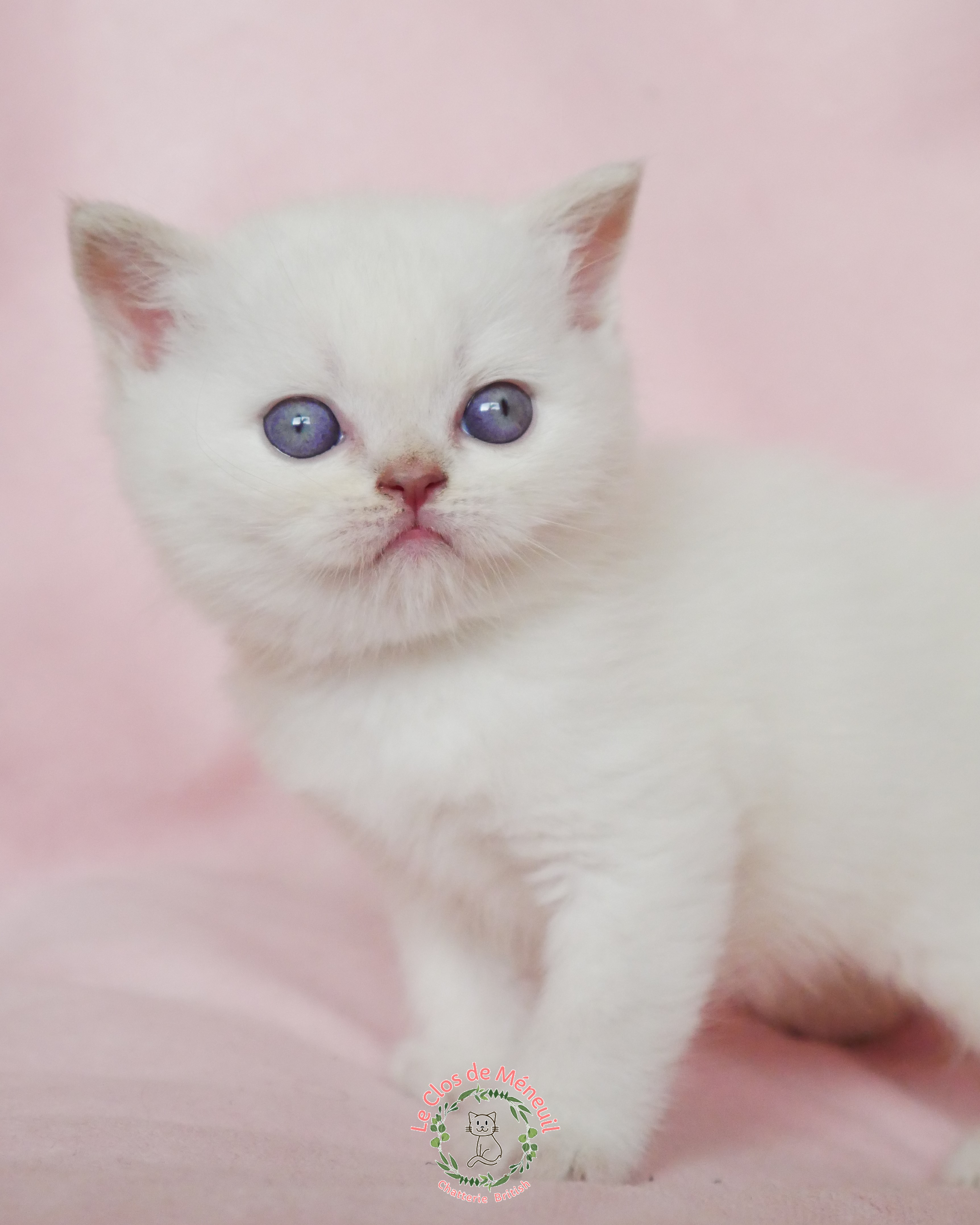 Lilas tabby 5 sem 2 