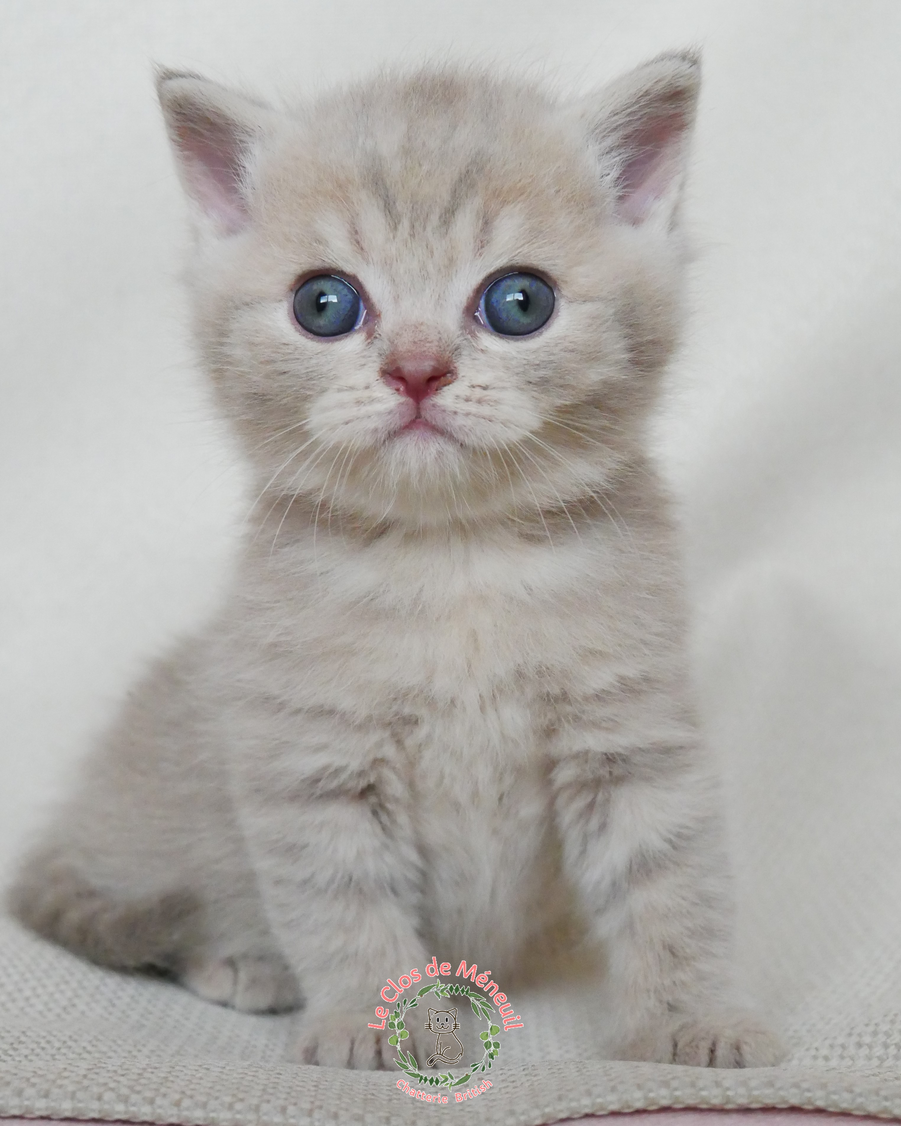 Tabby m 5 sem 4 