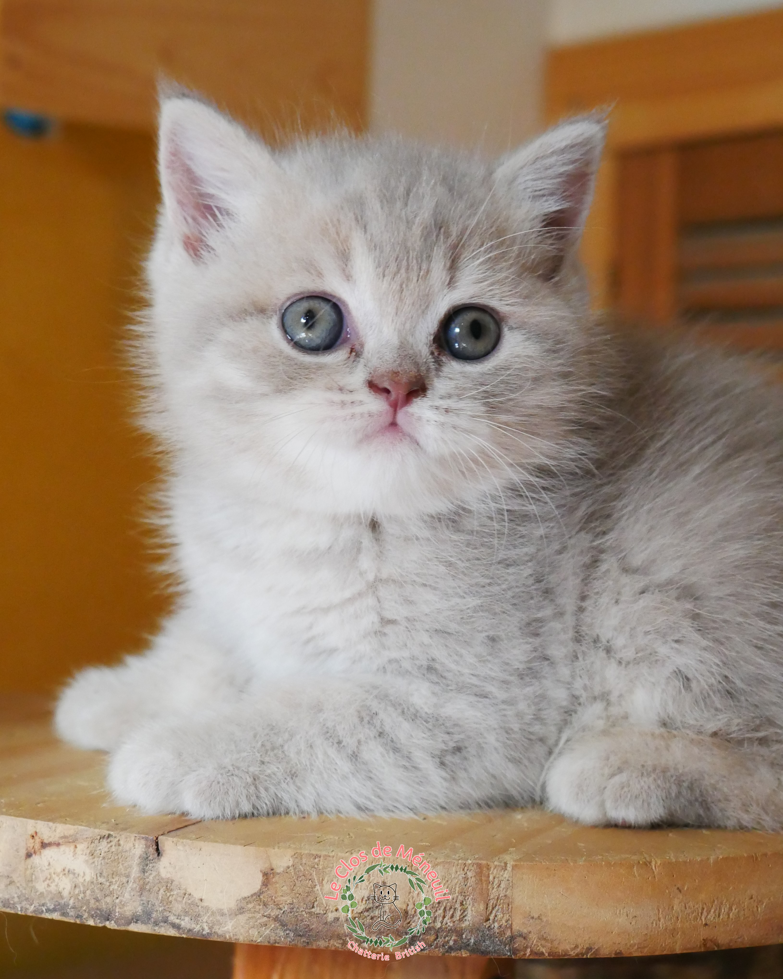 Tabby fem 6 sem 2 