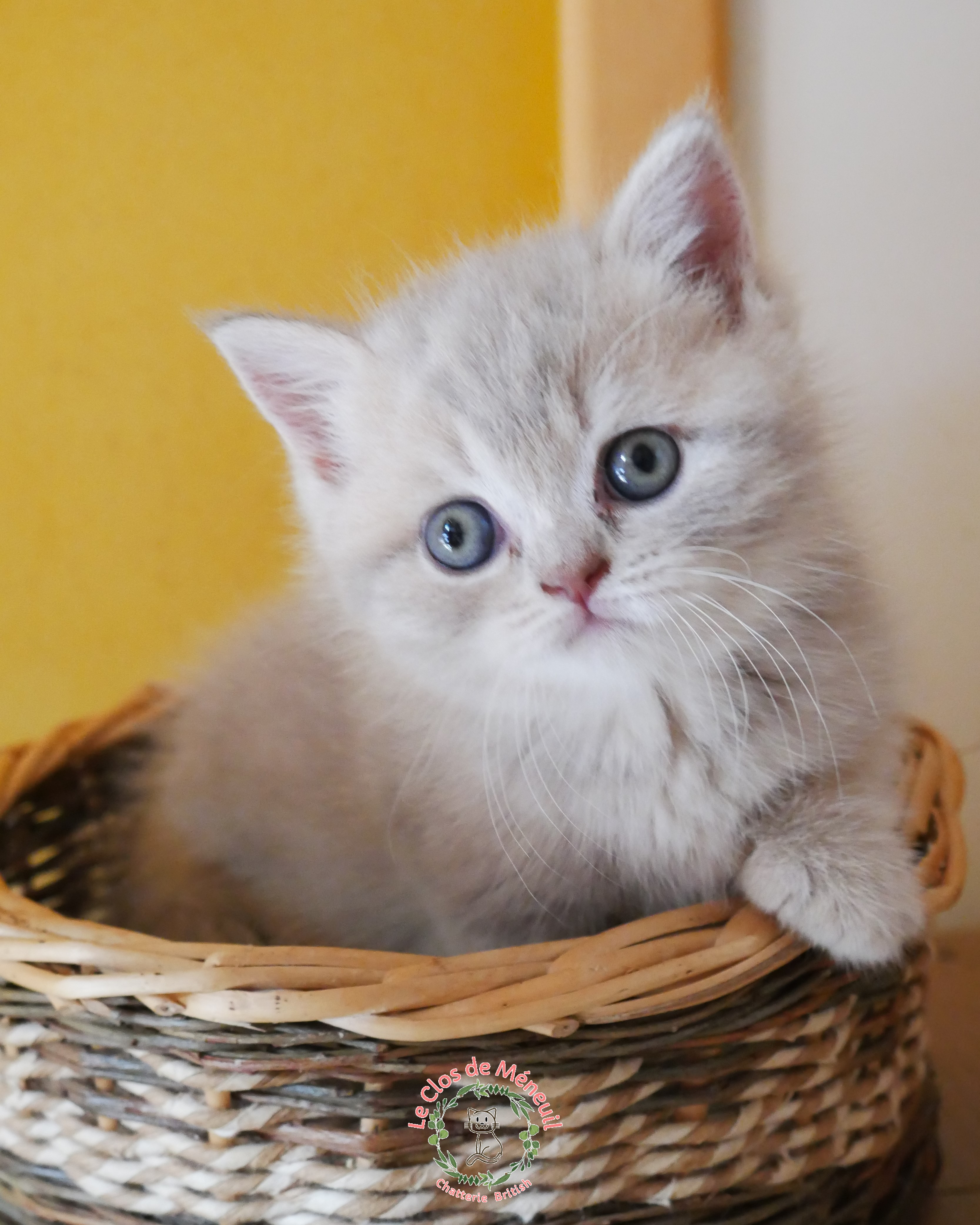 Tabby fem 6 sem 3 
