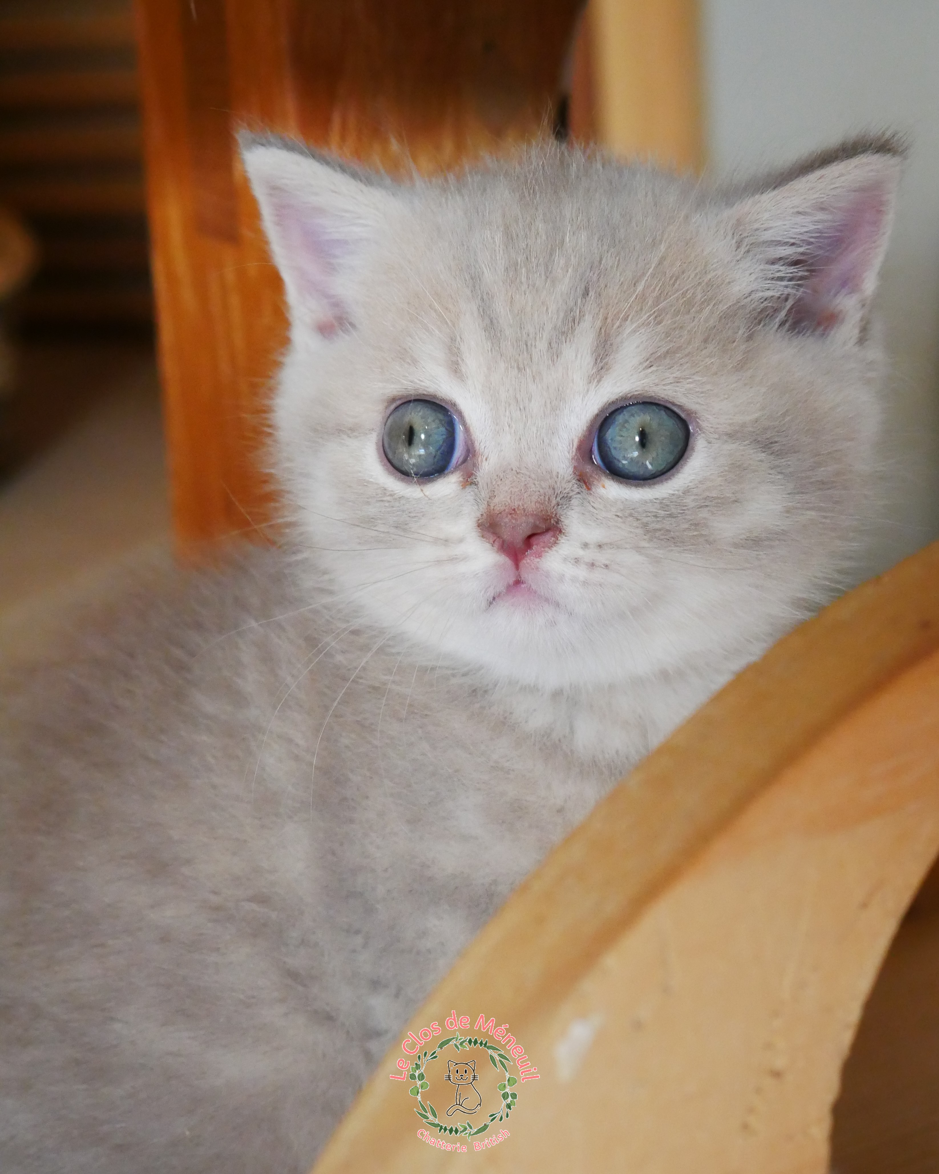 Tabby m 6 sem 3 